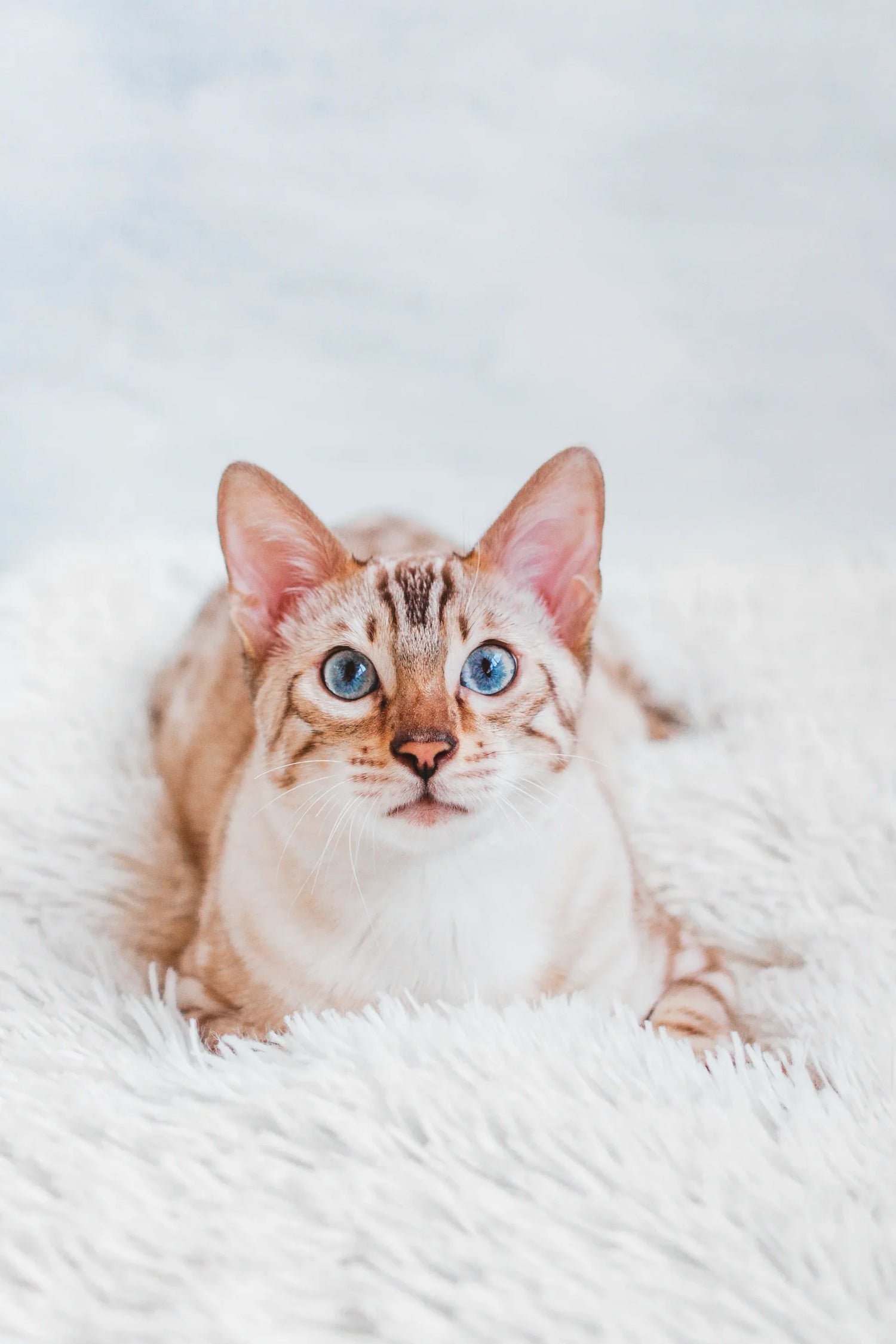 Cat Beds & Furniture