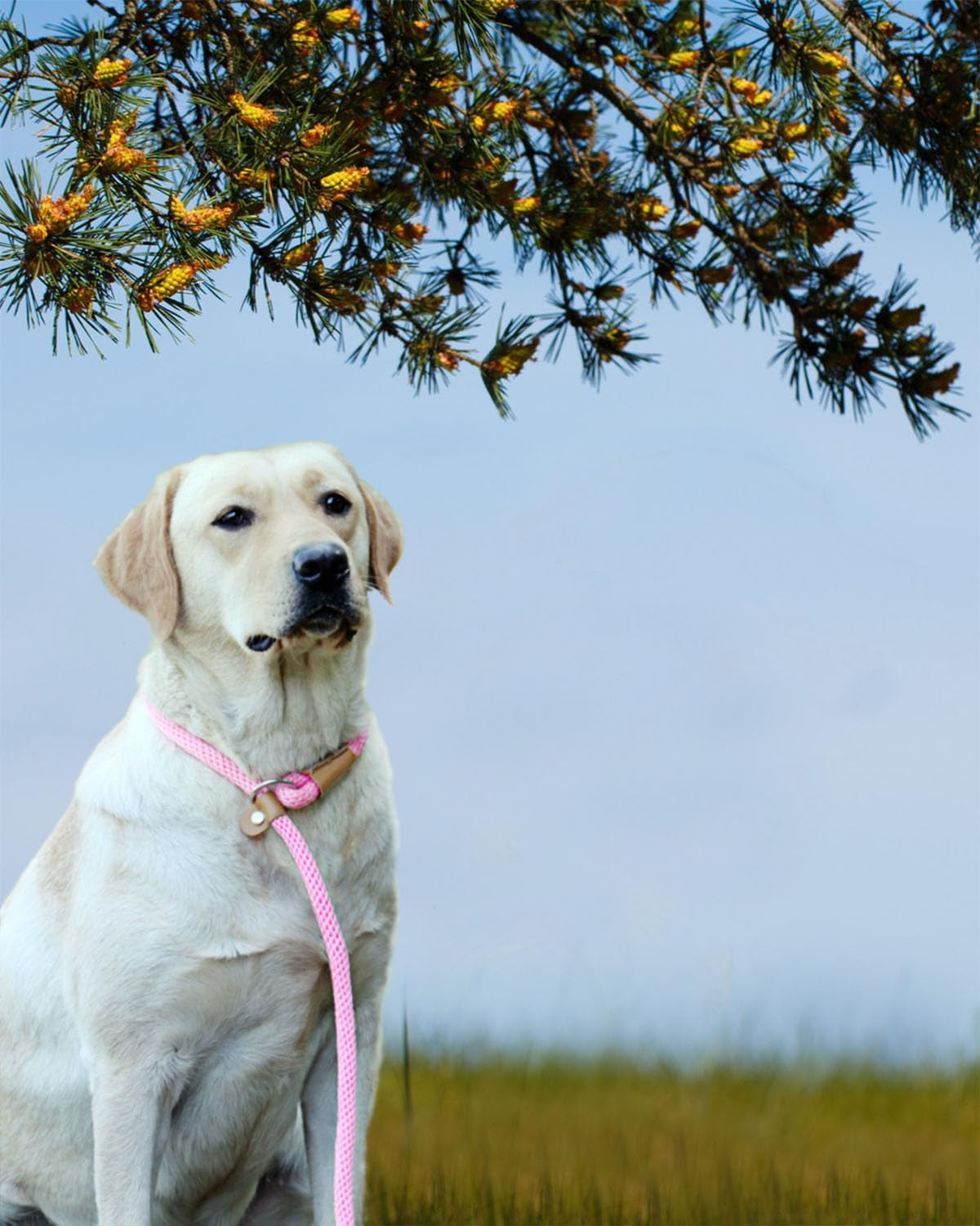 Dog Leash Slip Lead 5 6 8 FT Dog Training Leash Strong Heavy Duty Braided No Pull Training Lead Leashes for Small Medium Large Dogs