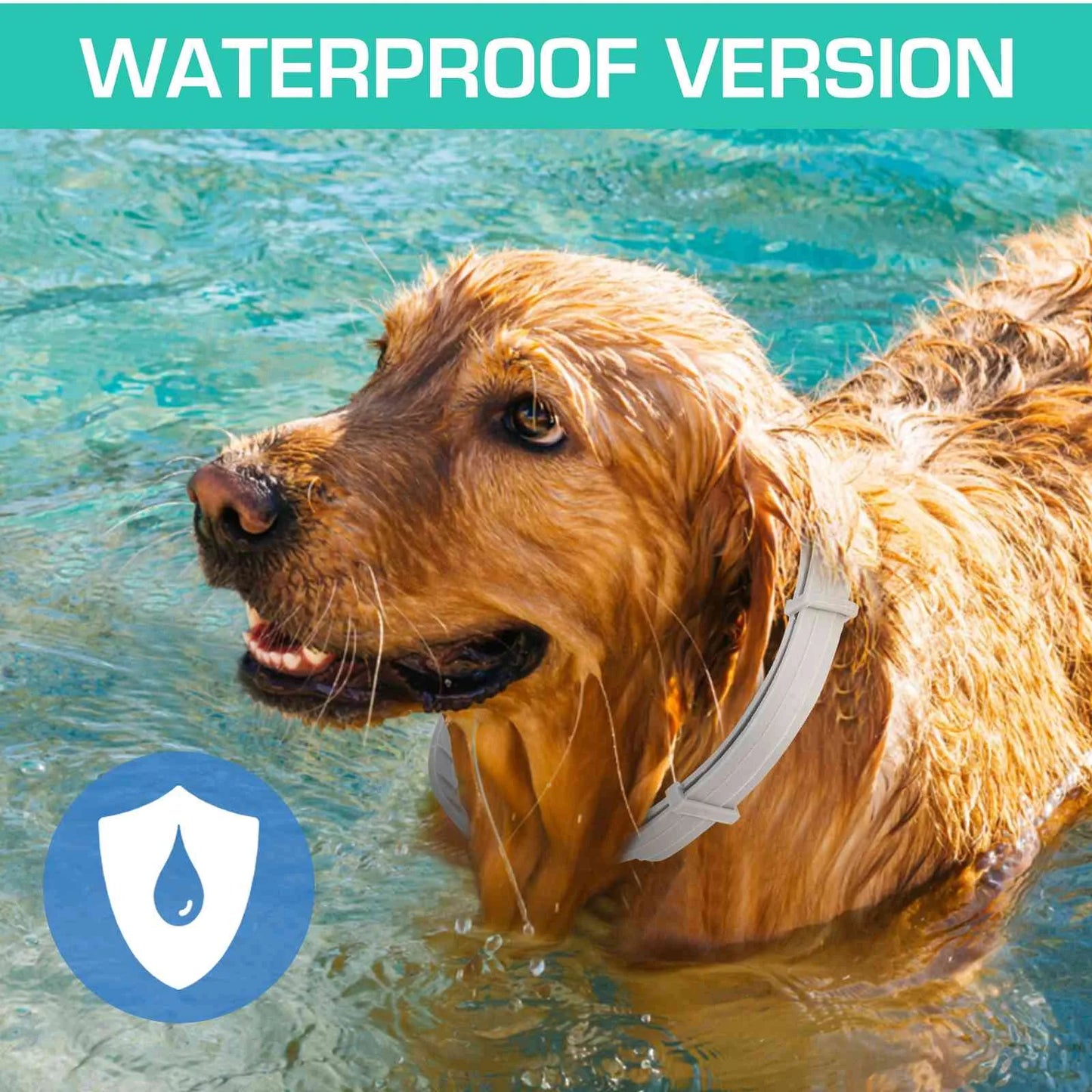 Collar for German Wirehaired Pointer and Other Large Size Sporting Dogs. Waterproof & Adjustable.