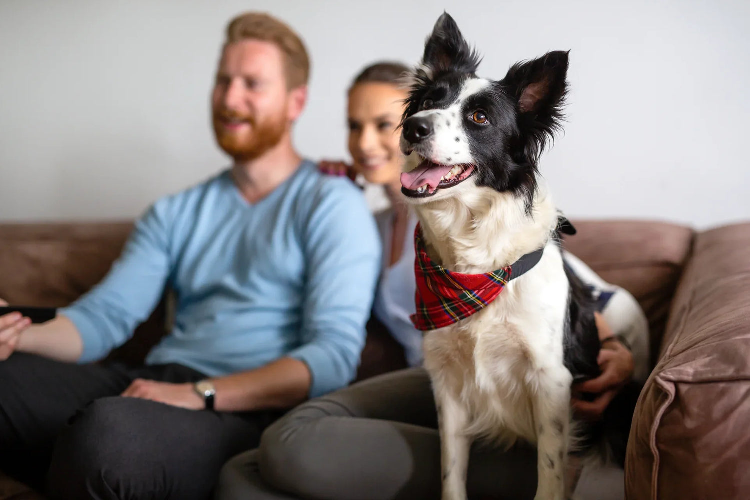Dog Health & Wellness
