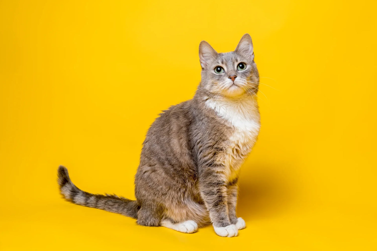 Cat Products