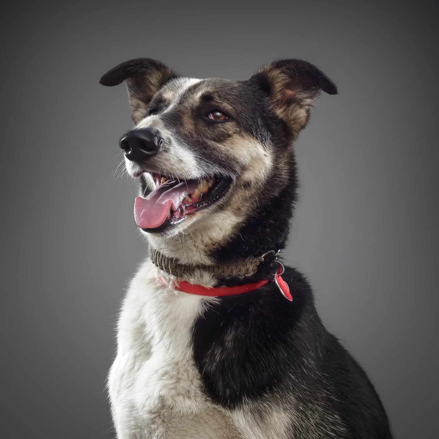 Dog Products