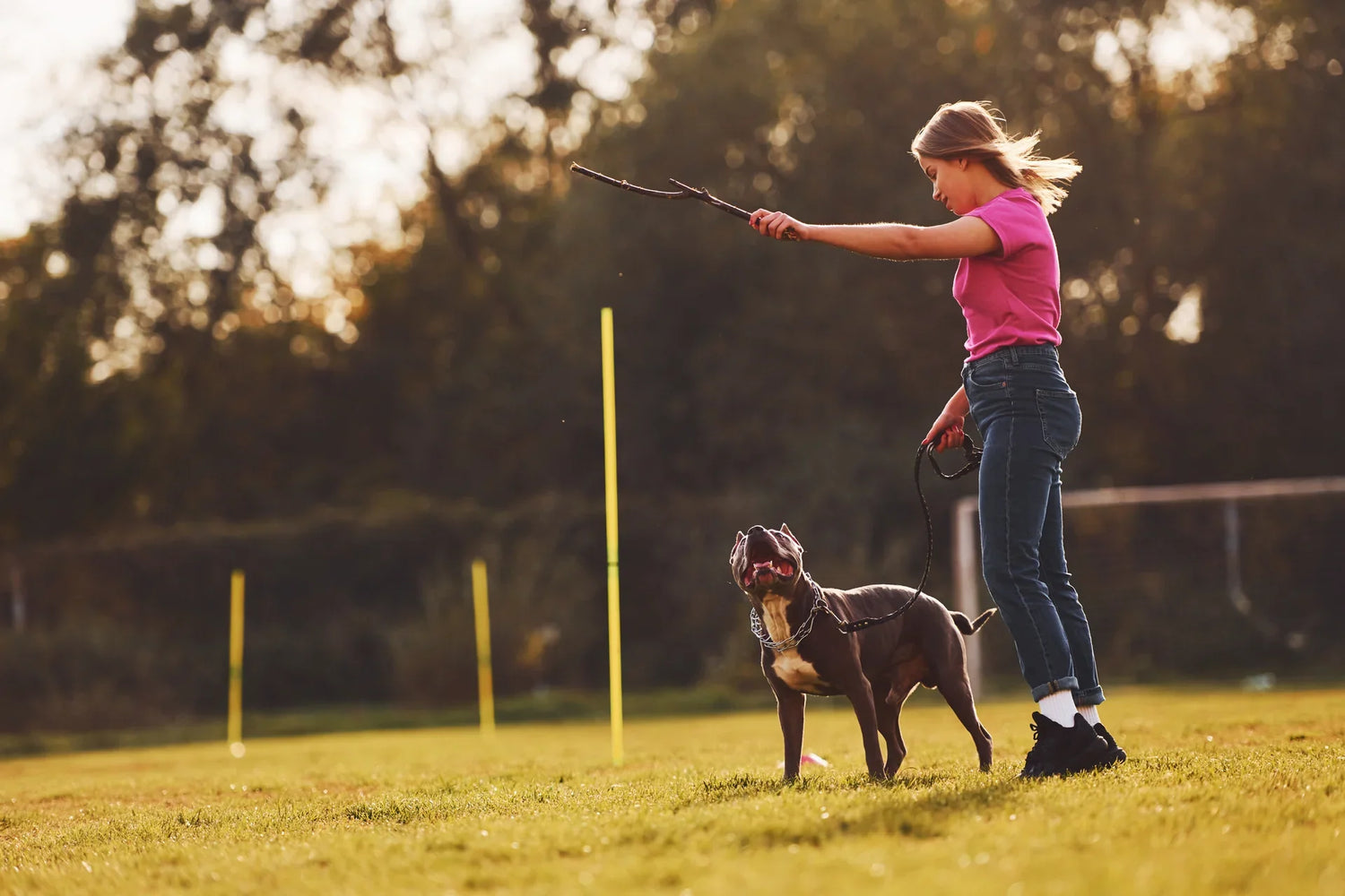 Dog Training Whistles & Target Sticks