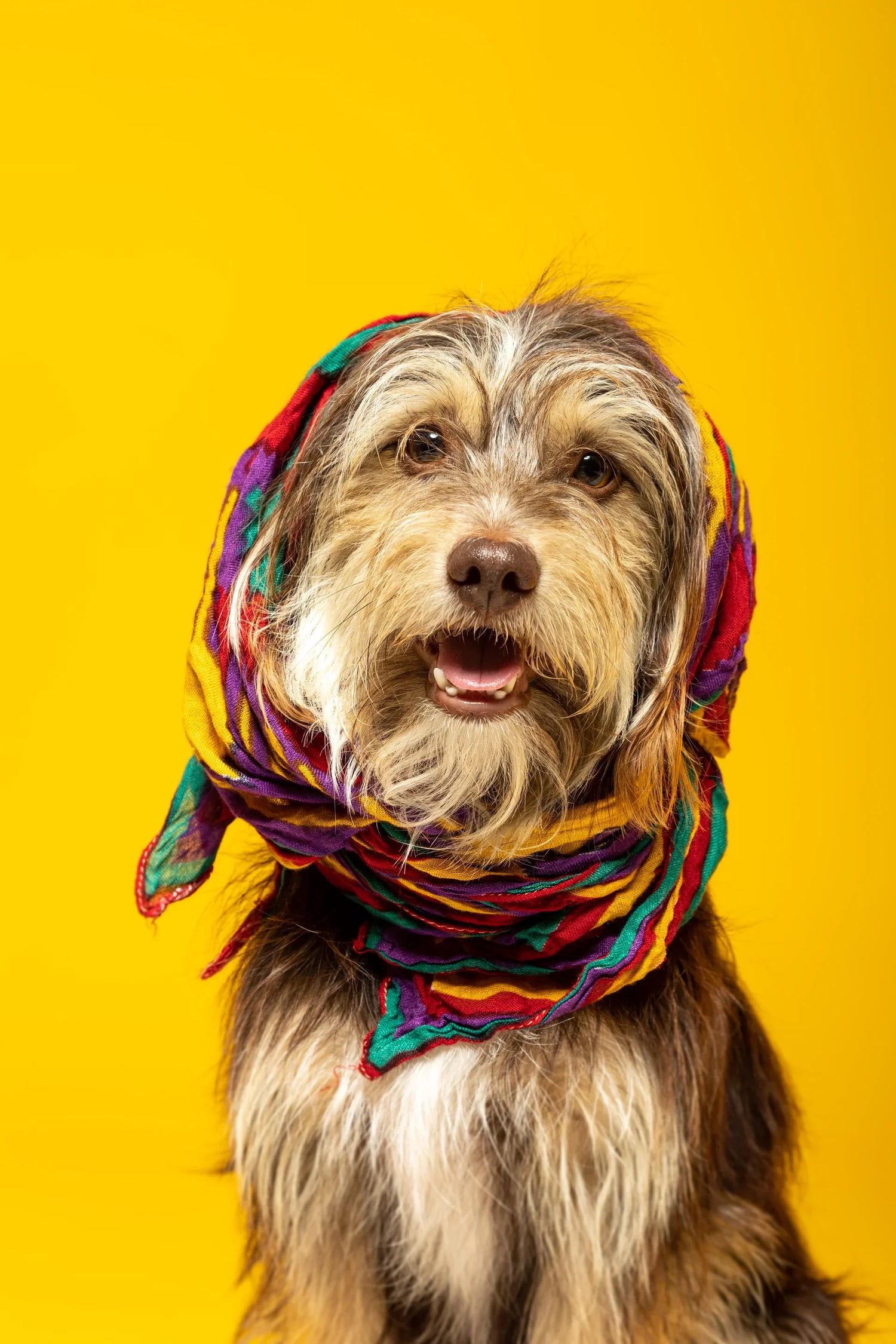 Dog Clothing & Accessories