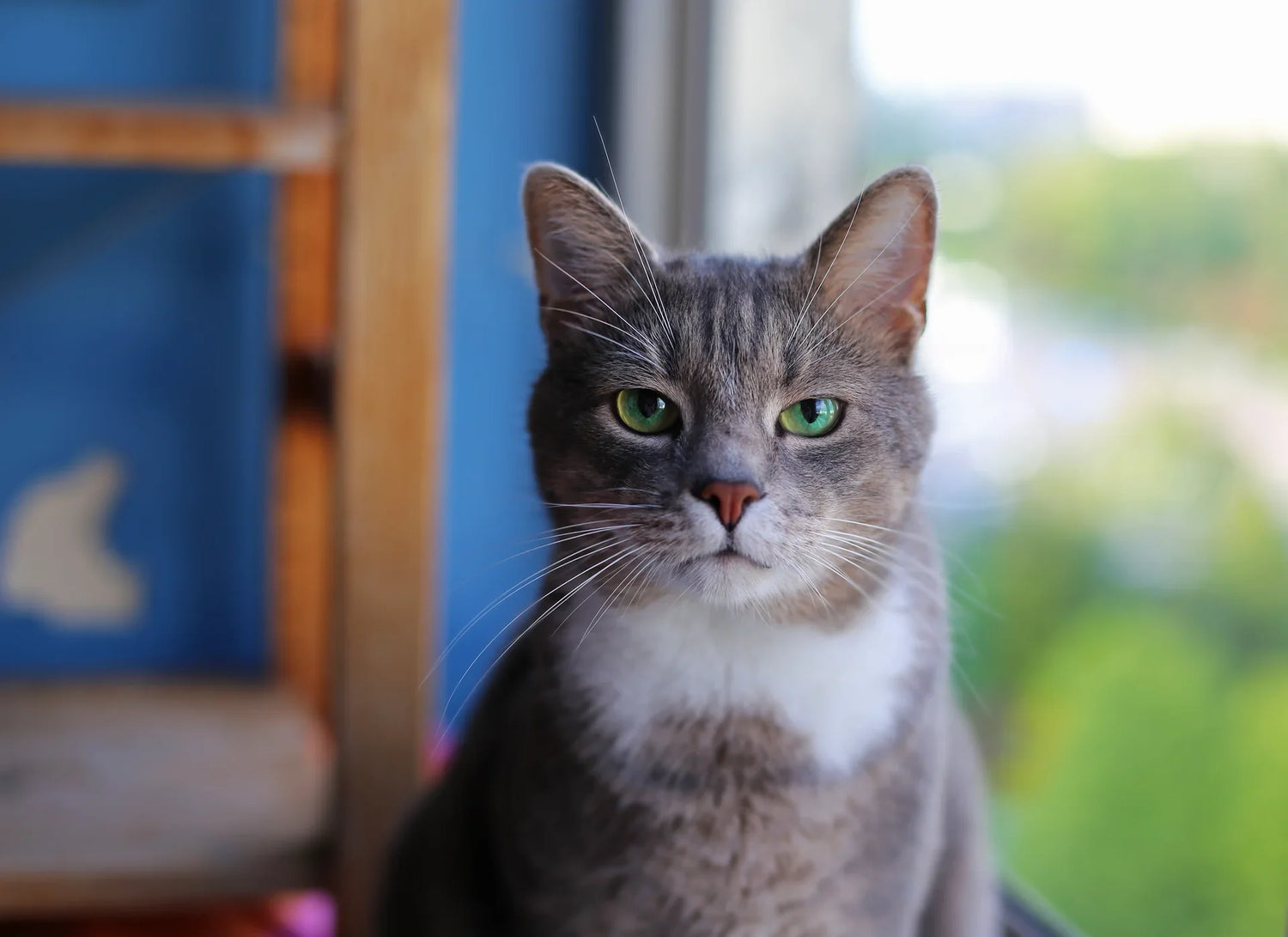 Cat Window Perches & Loungers