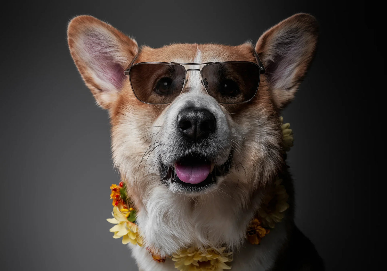 Dog Sunglasses & Hats for Sun Protection