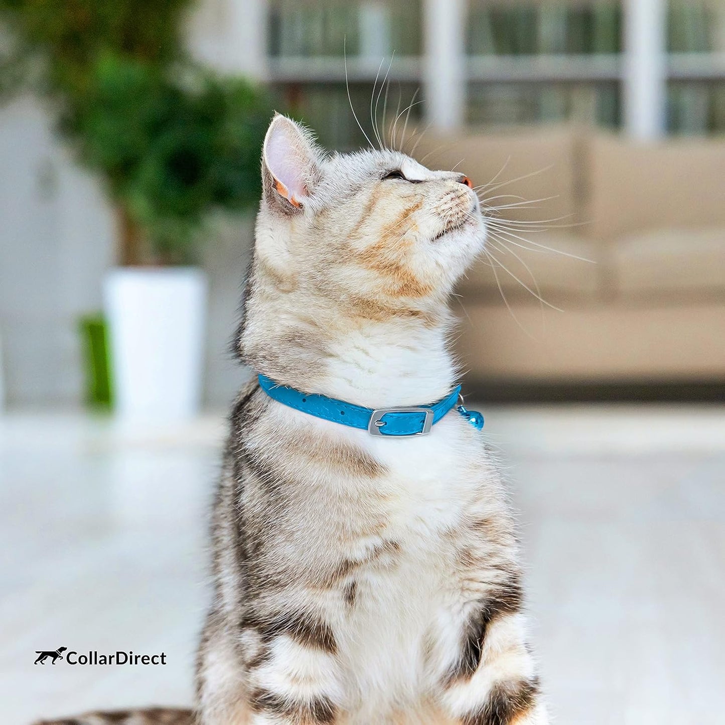 Leather Cat Collar, Kitten Collar with Removable Bell Black Blue Red Orange Lime Green (8-11 Inch, Light Blue)