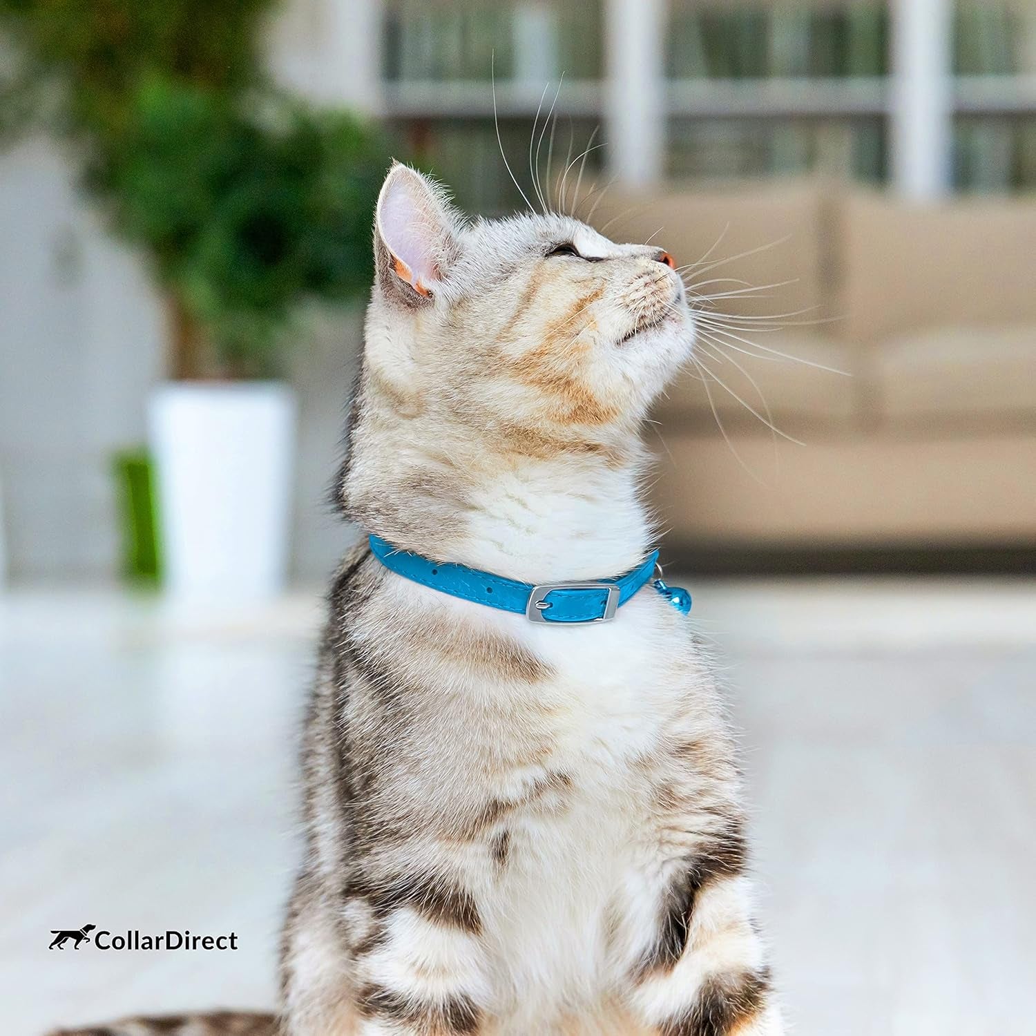 Leather Cat Collar, Kitten Collar with Removable Bell Black Blue Red Orange Lime Green (8-11 Inch, Light Blue)