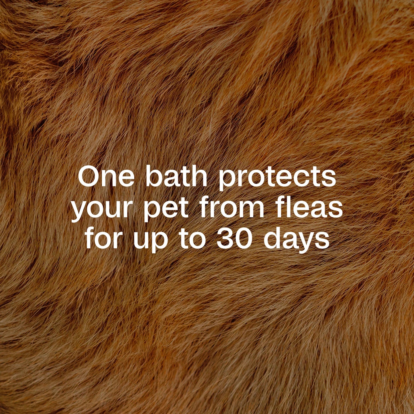 Flea & Tick Cleansing Shampoo for Dogs, Cats, 12 Fluid Ounces