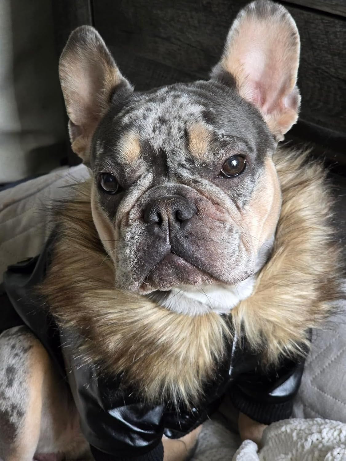 Dog Leather Jacket for Small Dogs, Waterproof Dog Winter Jacket Puppy Coat with Fleece Lined, Ultra Warm Fur Collar Doggie Coat, Black X-Large