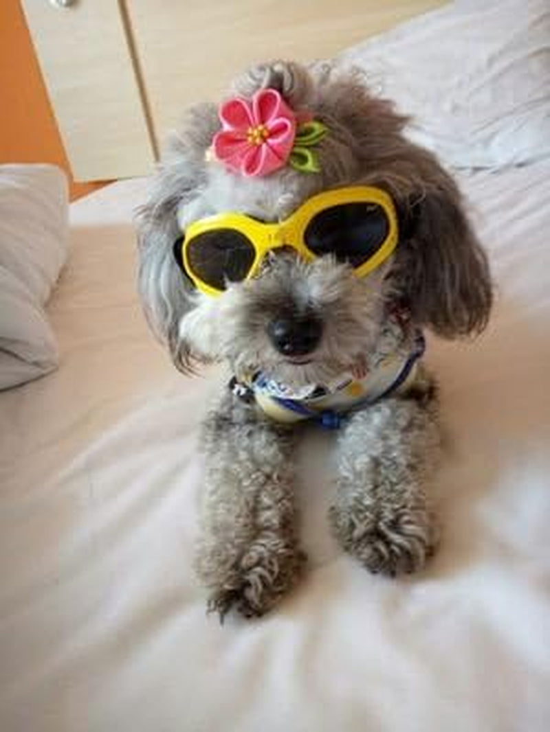 Outdoor Dog Sunglasses Anti-Uv Eye Protection Goggles Waterproof Windproof Anti-Fog for Small Pet Puppy Cat (Yellow)