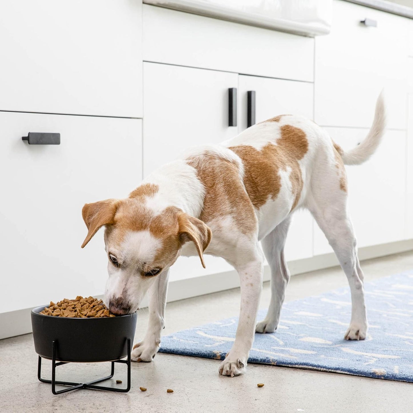 Simple Solid Dog Bowl and Dog Bowl Stand - Single Iron Stand with Single Ceramic Feeder or Water Bowl (Medium, Matte White)