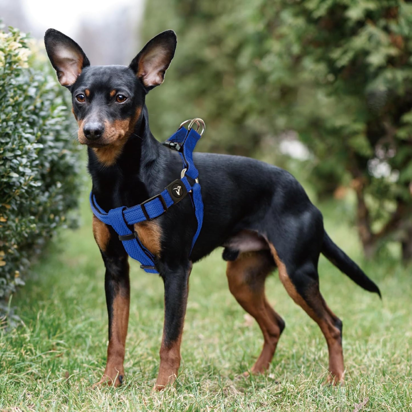 Kruz No Pull Dog Harness (Chest 30”-44”, Weight 66-176 Lbs) Heavy-Duty Pet Harness for Large Breeds, Ultra-Comfort Fit, Lifetime Durability, Adjustable Dog Harness No Pull Design (Black, X-Large)