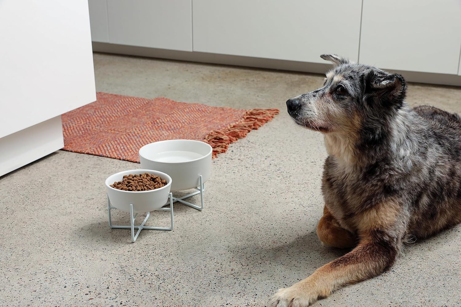 Simple Solid Dog Bowl and Dog Bowl Stand - Single Iron Stand with Single Ceramic Feeder or Water Bowl (Medium, Matte White)