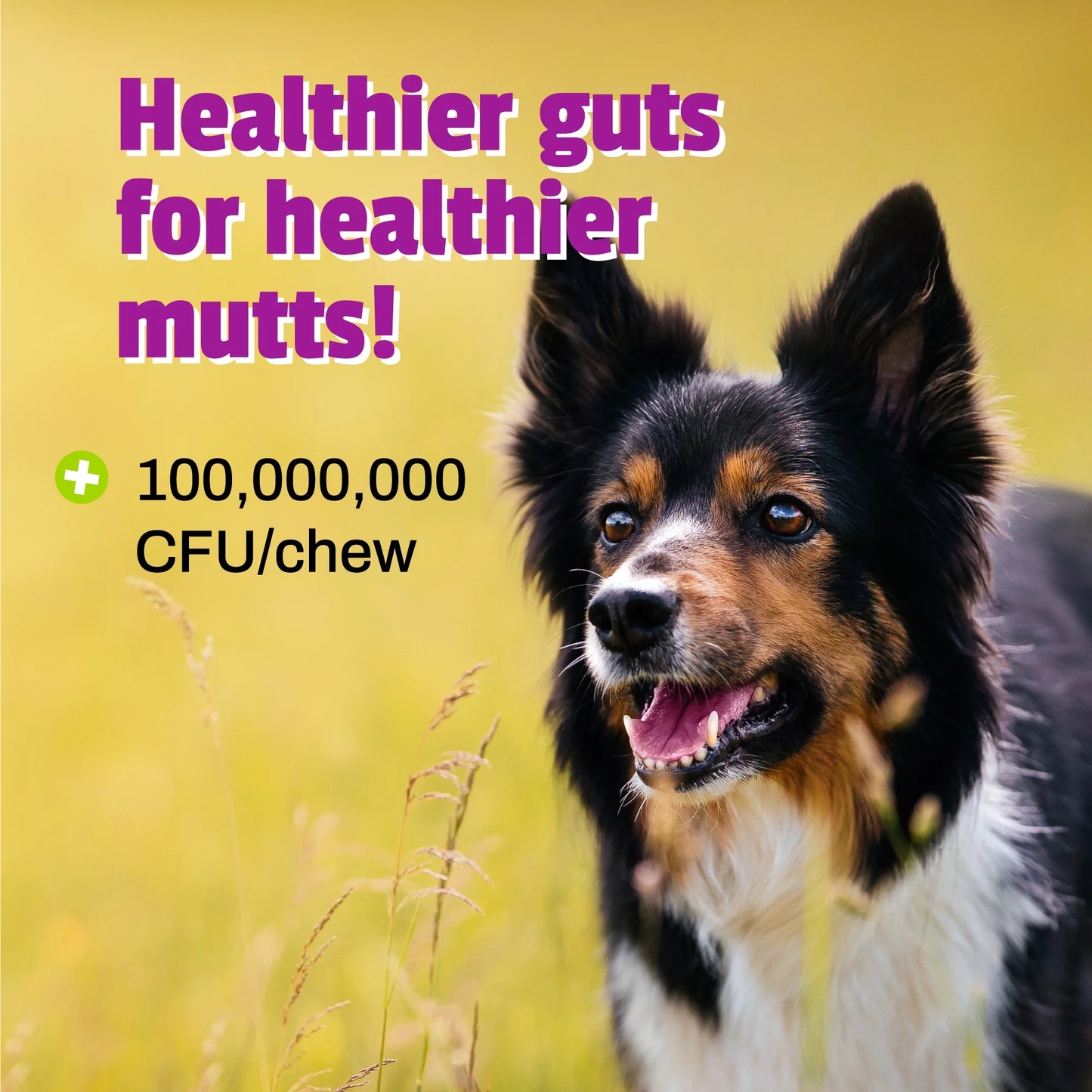 Daily Probiotic Chews for Dogs 60/Pkg