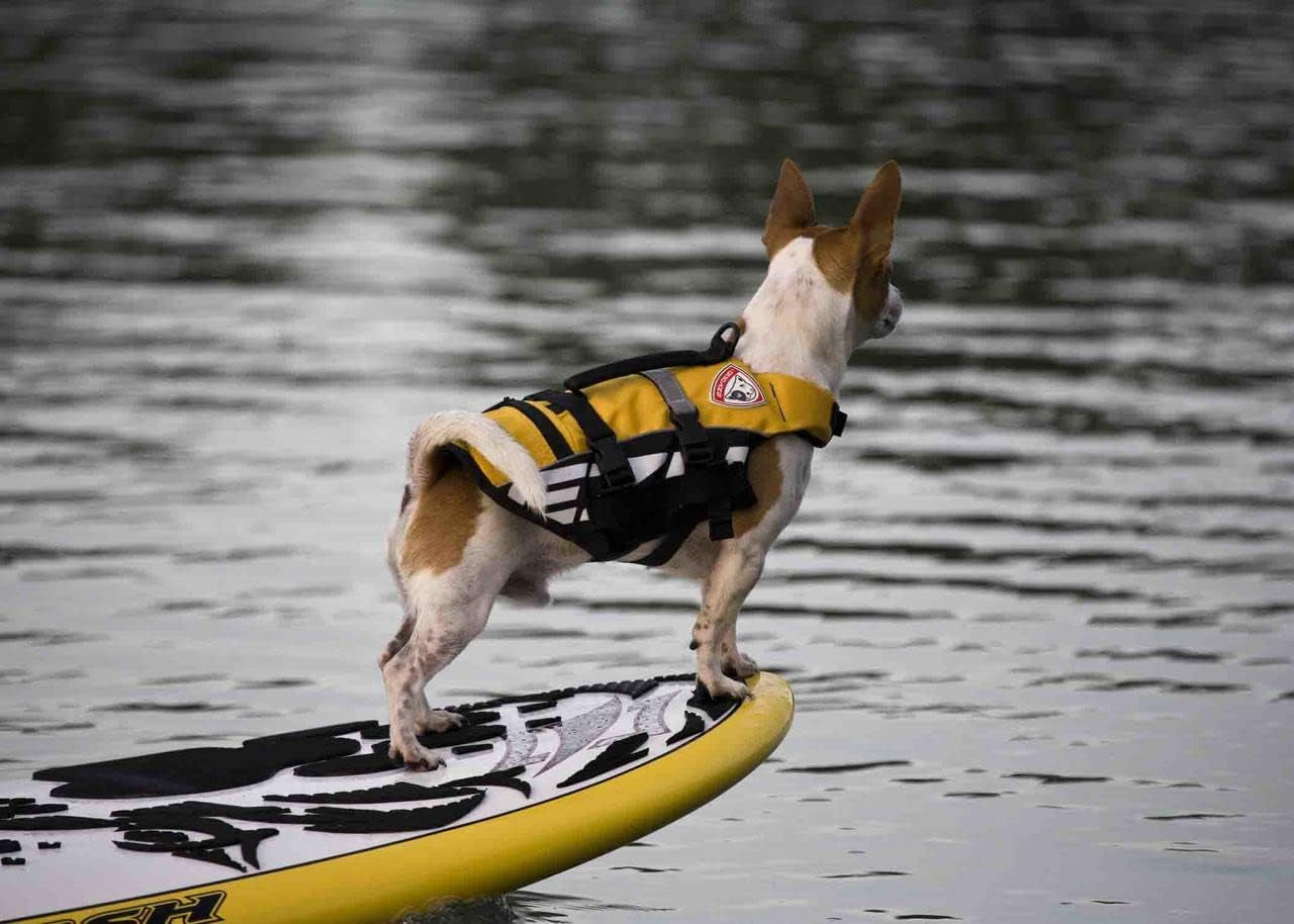 DFD Micro Dog Life Jacket for Small Dogs - Adjustable Swimming Safety Vest for Dogs under 15 Pounds with Reflective Trim & Durable Grab Handle (X-Small, Red)