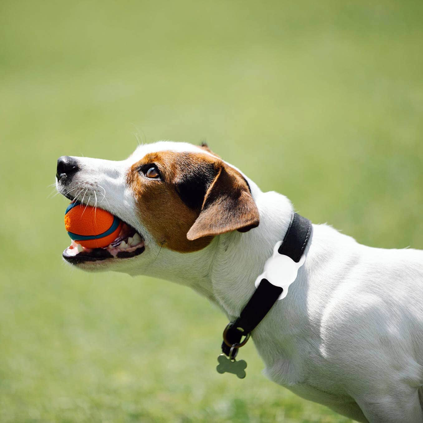 for Airtag Dog Collar Holder [2 Pack] Waterproof High-Strength Elastic Silicone Dog Cat Air Tag Holder, (Black&White)
