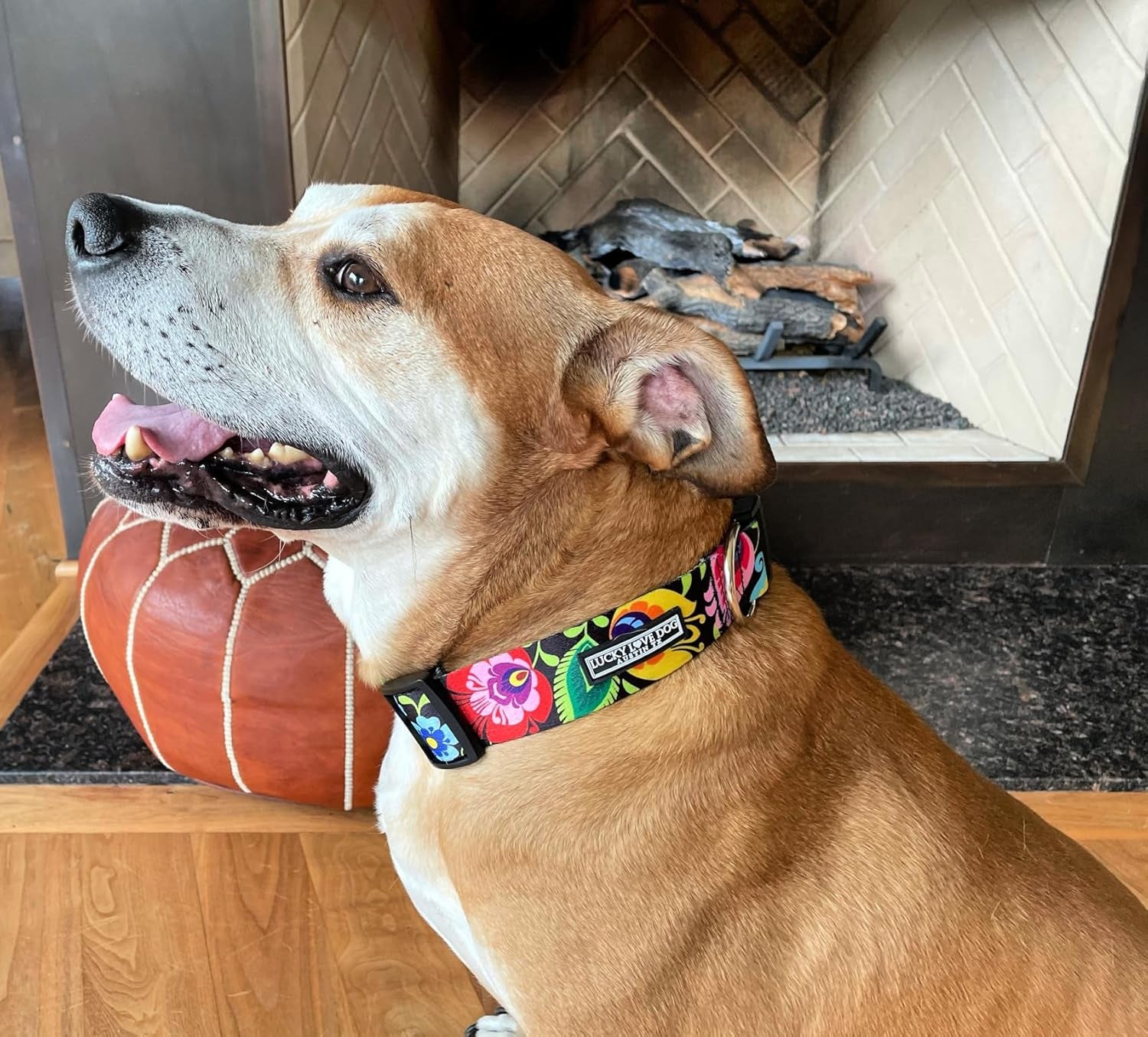 Wide Dog Collar - Adjustable, Durable, Soft Webbing, & Comfortable 1.5 Inch Wide Collar for Dogs Male and Female with Strong Buckle - Blackbird, Large