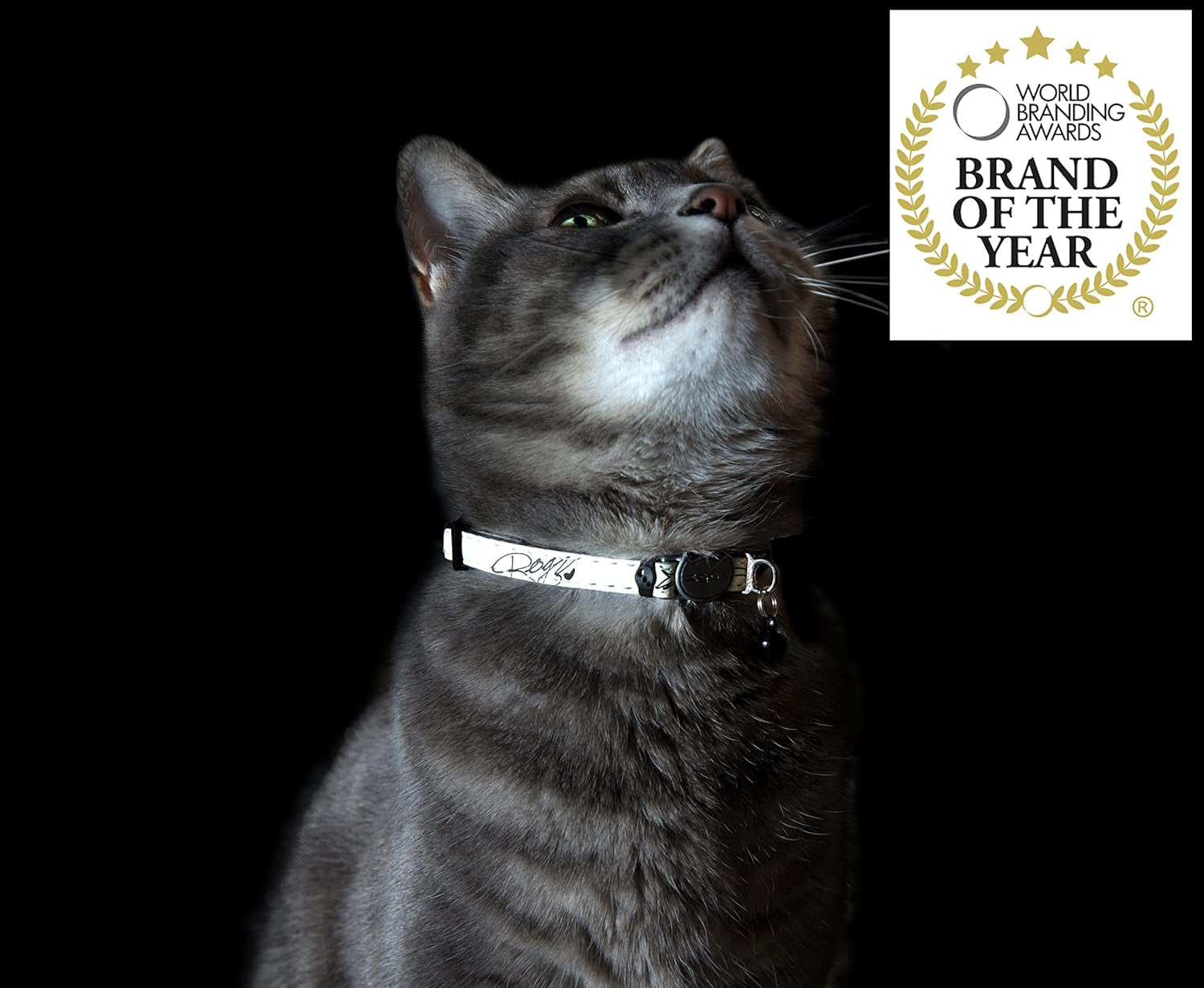 Glow in the Dark Reflective Cat Collar with Breakaway Clip and Removable Bell, Fully Adjustable to Fit Most Breeds, Blue Floral Cat Design