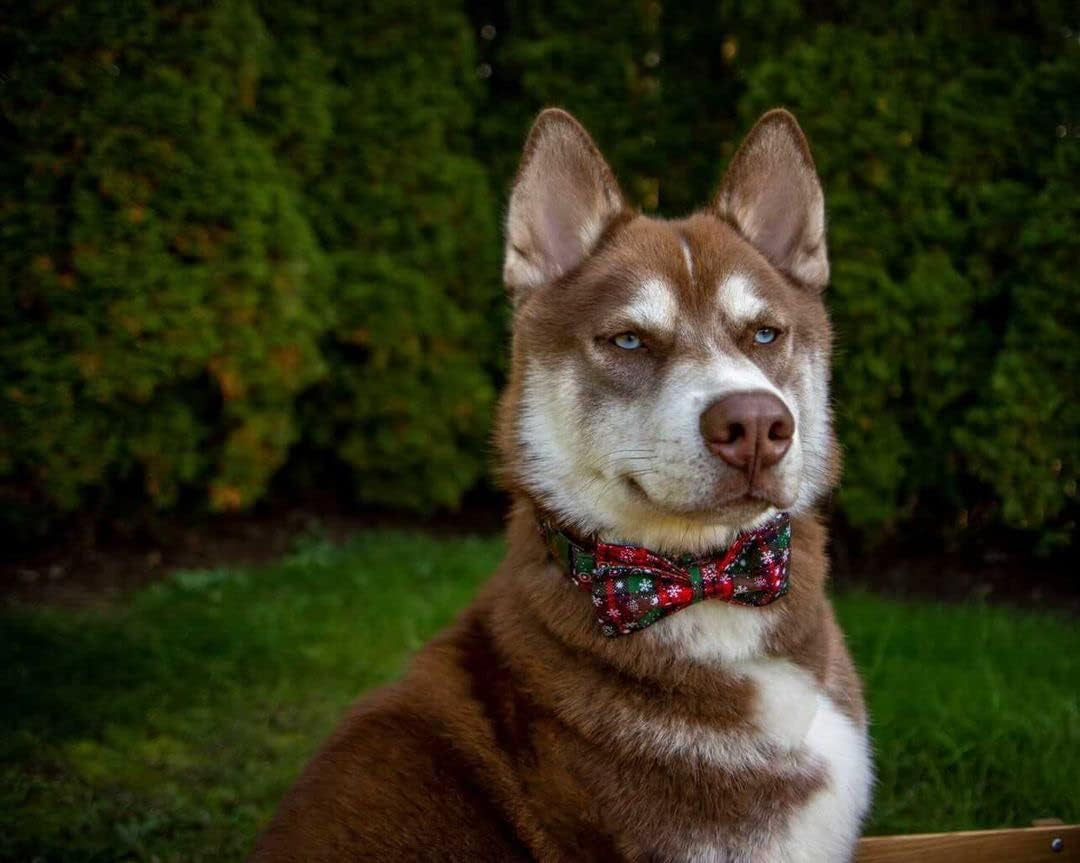 Christmas Plaid Dog Collar Adjustable Soft Dog Collar with Bowtie, Pet Gift Dog Collars Bow for Small Medium Large Dogs
