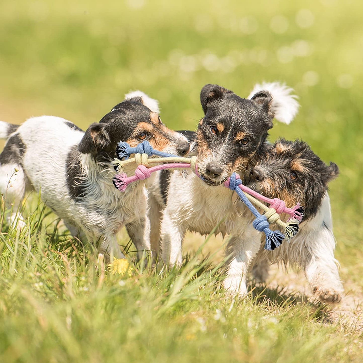 Puppy Chew Toys for Teething Small Dog Toys Puppy Teething Toys Dog Chew Toy Rope Balls Interactive Teeth Cleaning Tug Toys Storage Basket