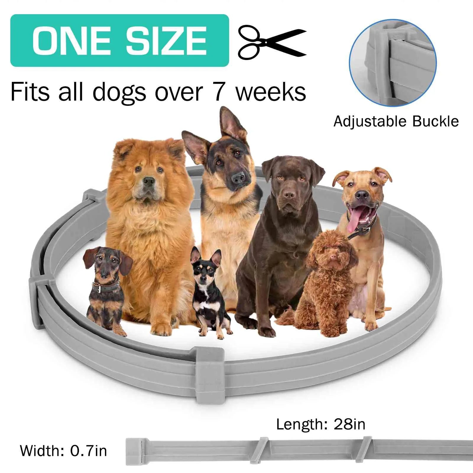 Collar for German Wirehaired Pointer and Other Large Size Sporting Dogs. Waterproof & Adjustable.