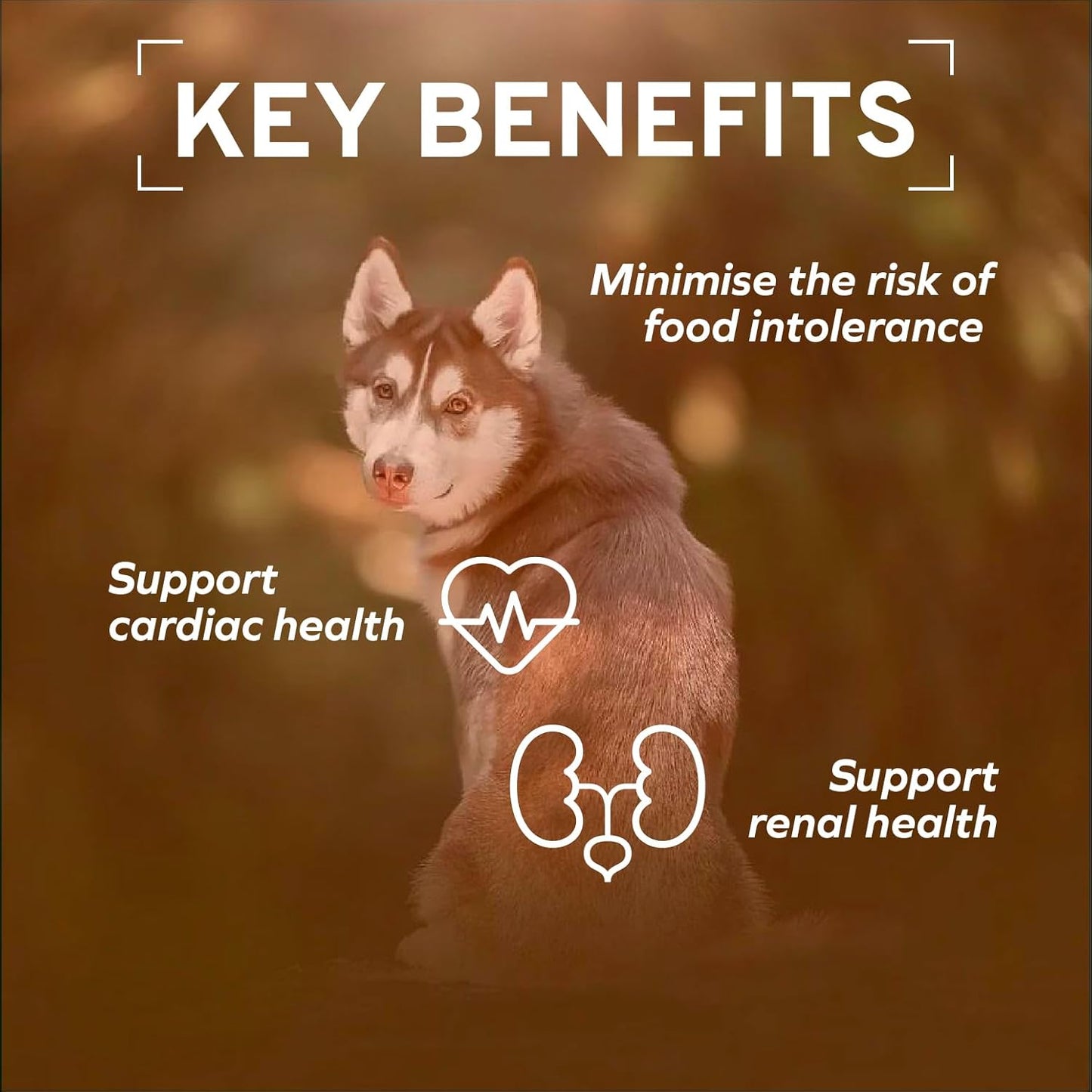 - Dog Food, Vet Formulated Wet Dog Food for Kidney Support, Non-Gmo, Lamb Flavor, Made in Italy (3.5 Oz, 32 Pack)
