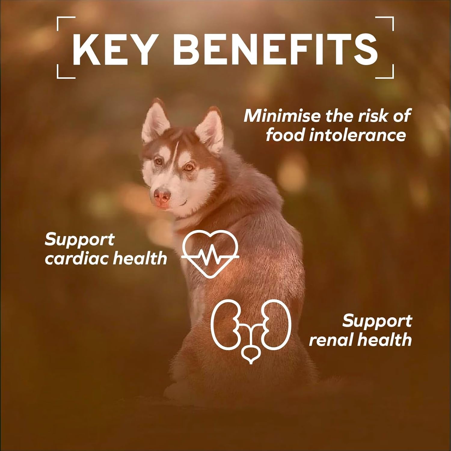 - Dog Food, Vet Formulated Wet Dog Food for Kidney Support, Non-Gmo, Lamb Flavor, Made in Italy (3.5 Oz, 32 Pack)