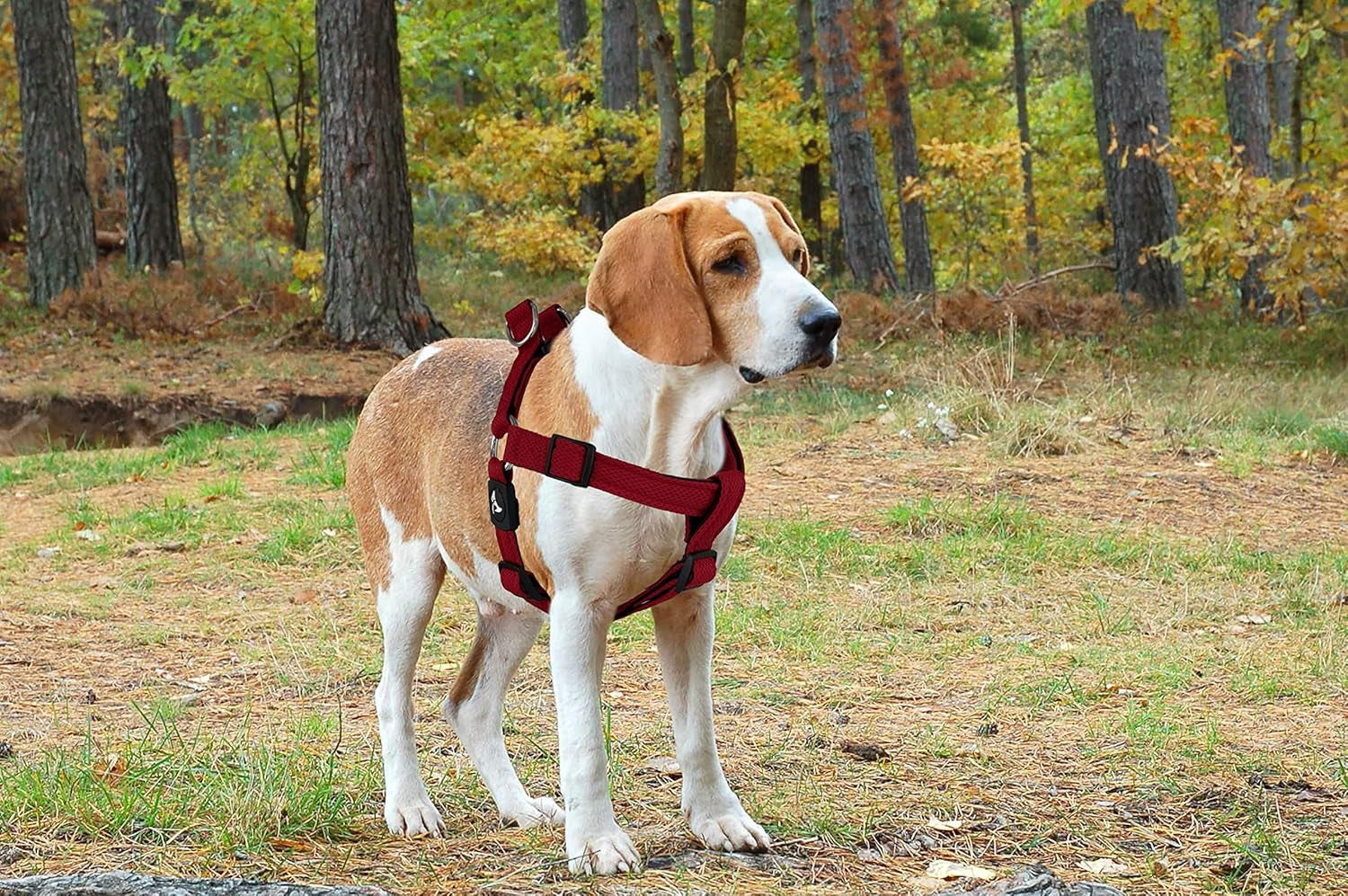 Kruz No Pull Dog Harness (Chest 30”-44”, Weight 66-176 Lbs) Heavy-Duty Pet Harness for Large Breeds, Ultra-Comfort Fit, Lifetime Durability, Adjustable Dog Harness No Pull Design (Blue, X-Large)