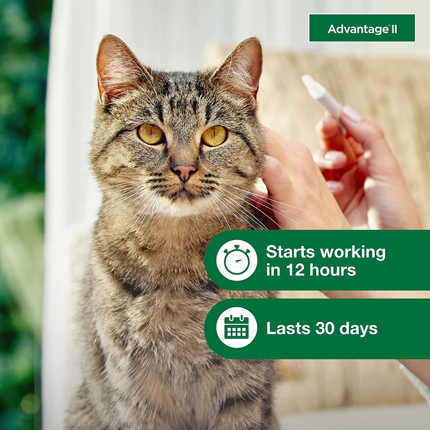 II Large Cat Vet-Recommended Flea Treatment & Prevention | Cats over 9 Lbs. | 4-Month Supply