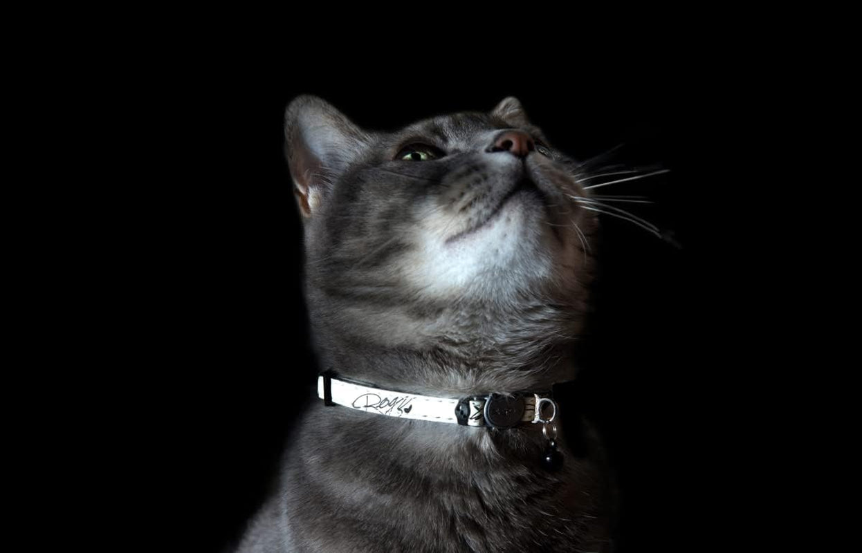 Glow in the Dark Reflective Cat Collar with Breakaway Clip and Removable Bell, Fully Adjustable to Fit Most Breeds, Blue Floral Cat Design