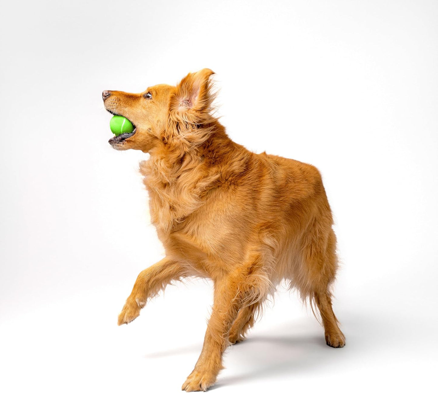 Dog Toys | Squeaky Chew Ball - Bouncy Durable Floating Fetch Ball for Dogs | Medium Sweet Potato Scented Toy - Easy to Clean and Made from Non Toxic Materials