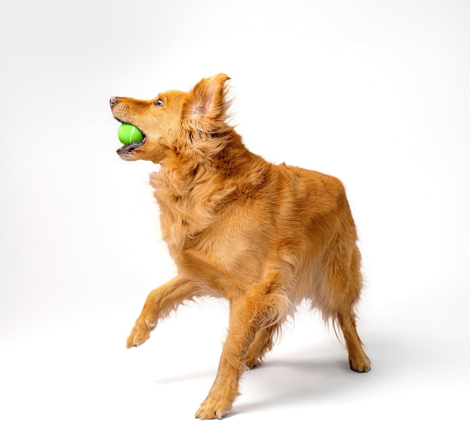 Dog Toys | Squeaky Chew Ball - Bouncy Durable Floating Fetch Ball for Dogs | Medium Sweet Potato Scented Toy - Easy to Clean and Made from Non Toxic Materials
