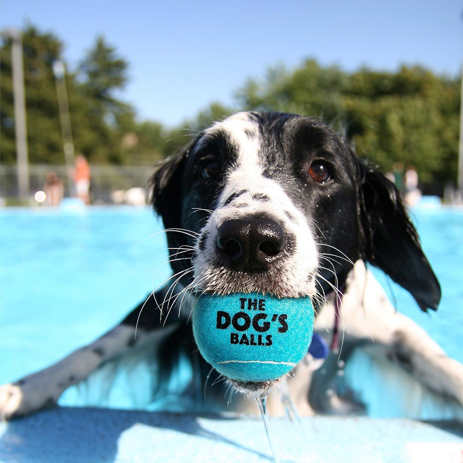 , Dog Tennis Ball, Blue 12-Pack, Strong Toy for Agility Training, Puppy Training, Play, Exercise & Fetch, 2.5 Inch Diameter