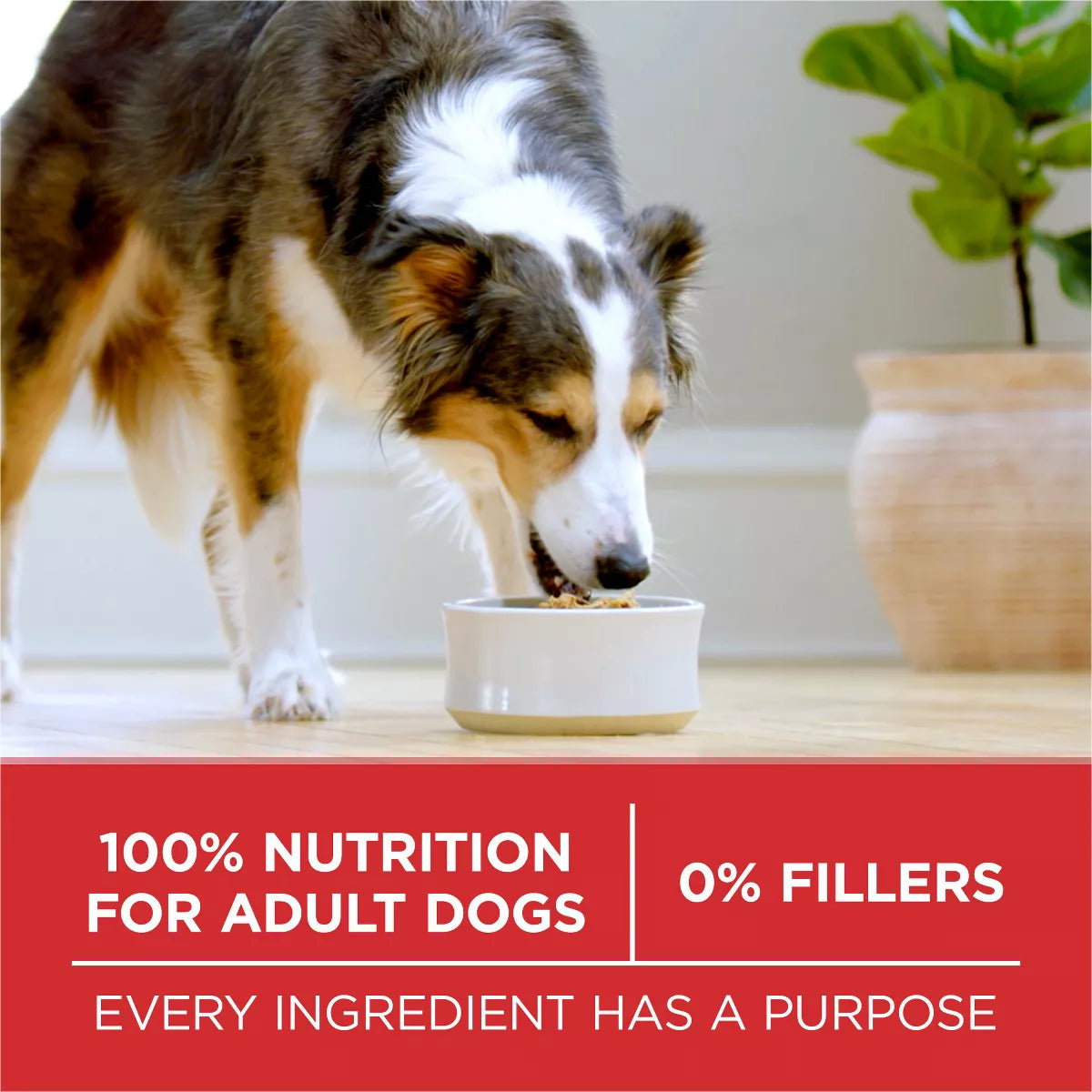Purina ONE Smartblend Small Bites Beef & Rice Formula Adult Dry Dog Food