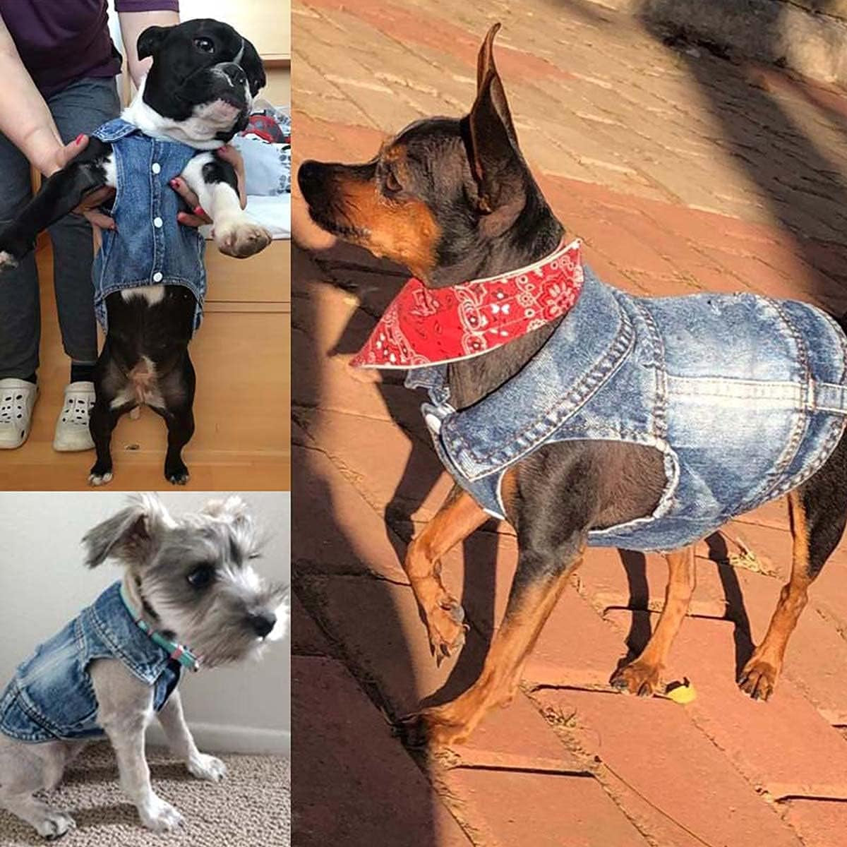 Jean Jacket for Dogs, Blue Denim Lapel Vest Coat Costume, T-Shirt Clothes, Cool and Funny Apparel Outfits, Machine Washable for Small Medium Dogs Cats (XL)