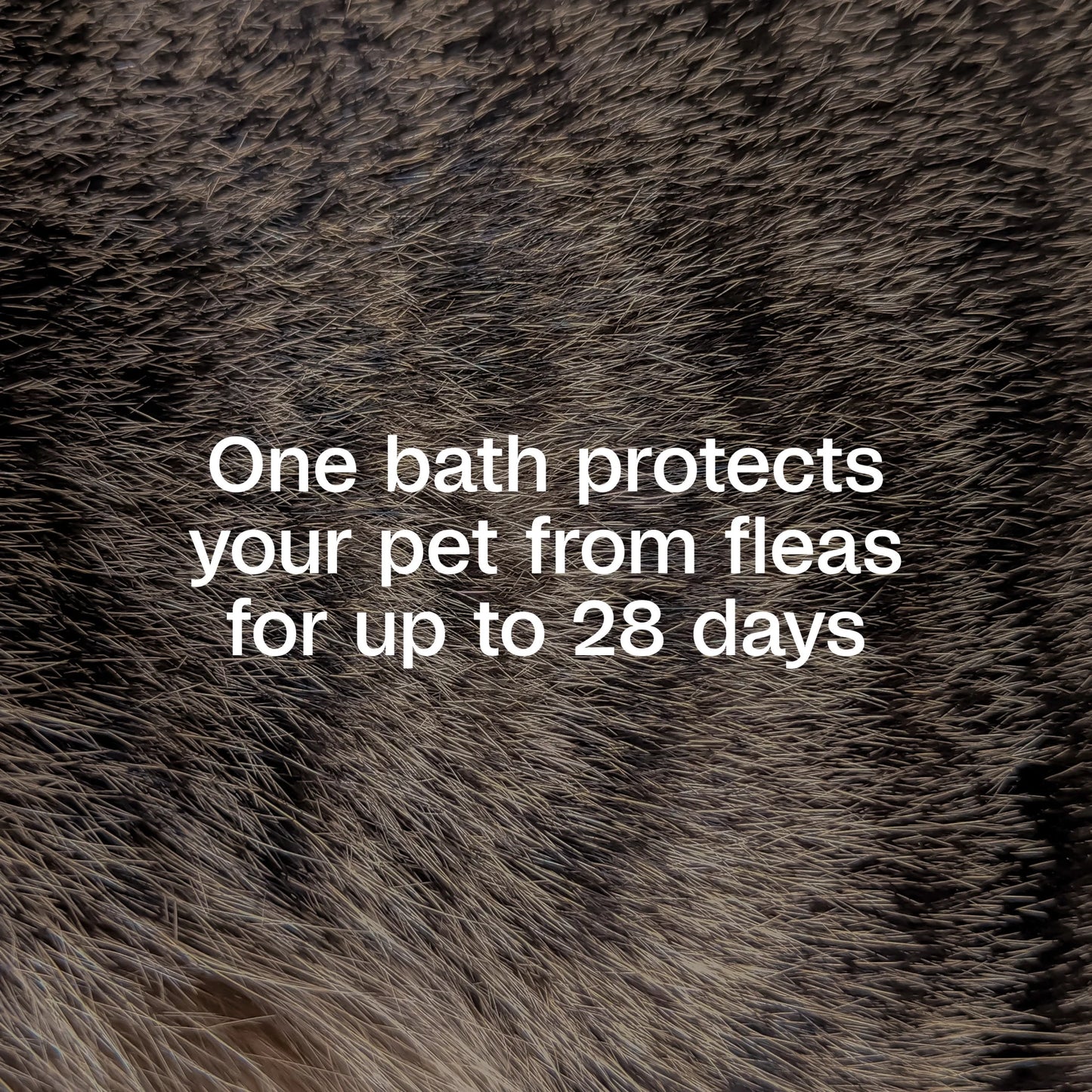 plus Flea & Tick Shampoo with Precor for Cats, Kittens, Dogs & Puppies over 12 Weeks of Age, Sensitive Skin Flea Treatment, 12 Oz