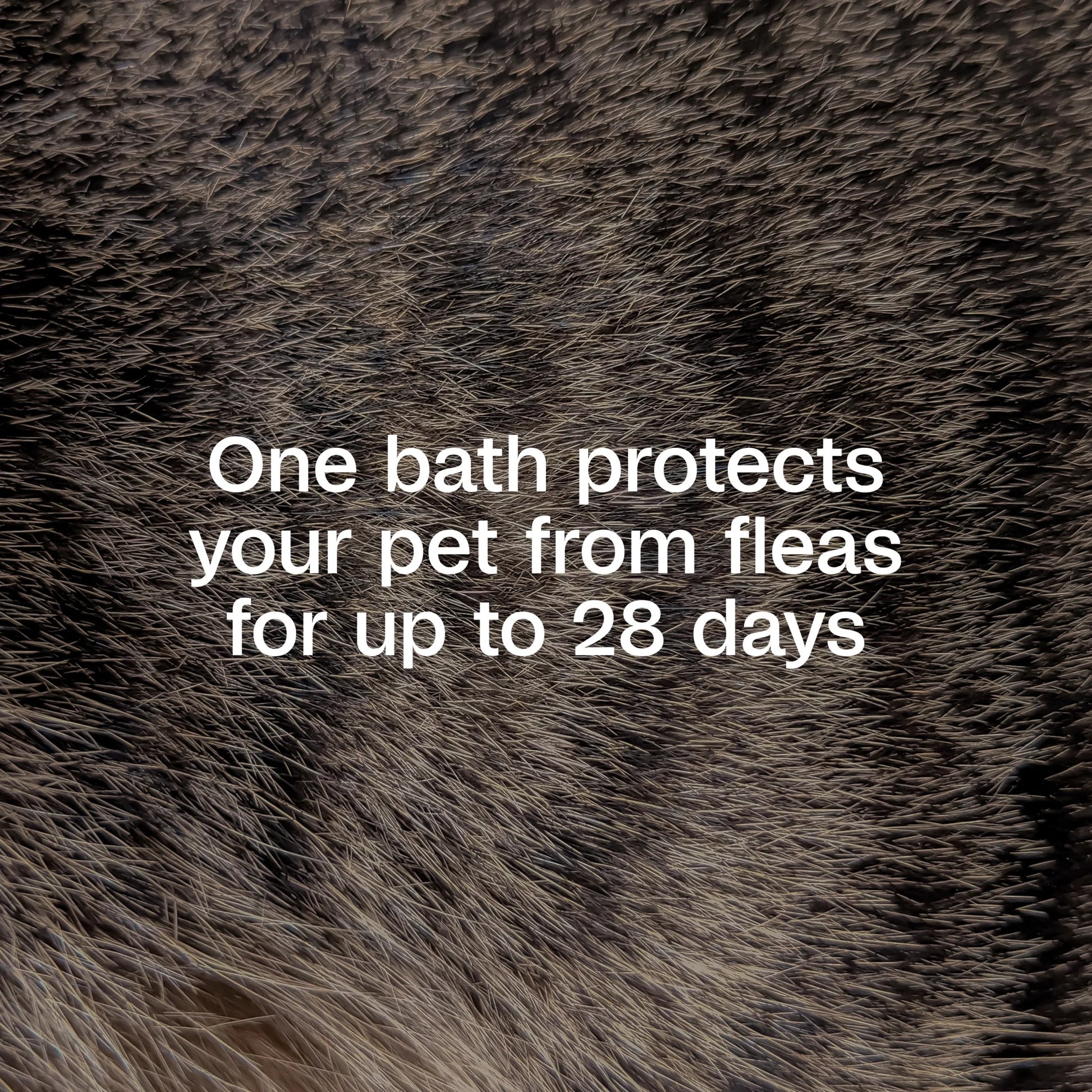 plus Flea & Tick Shampoo with Precor for Cats, Kittens, Dogs & Puppies over 12 Weeks of Age, Sensitive Skin Flea Treatment, 12 Oz