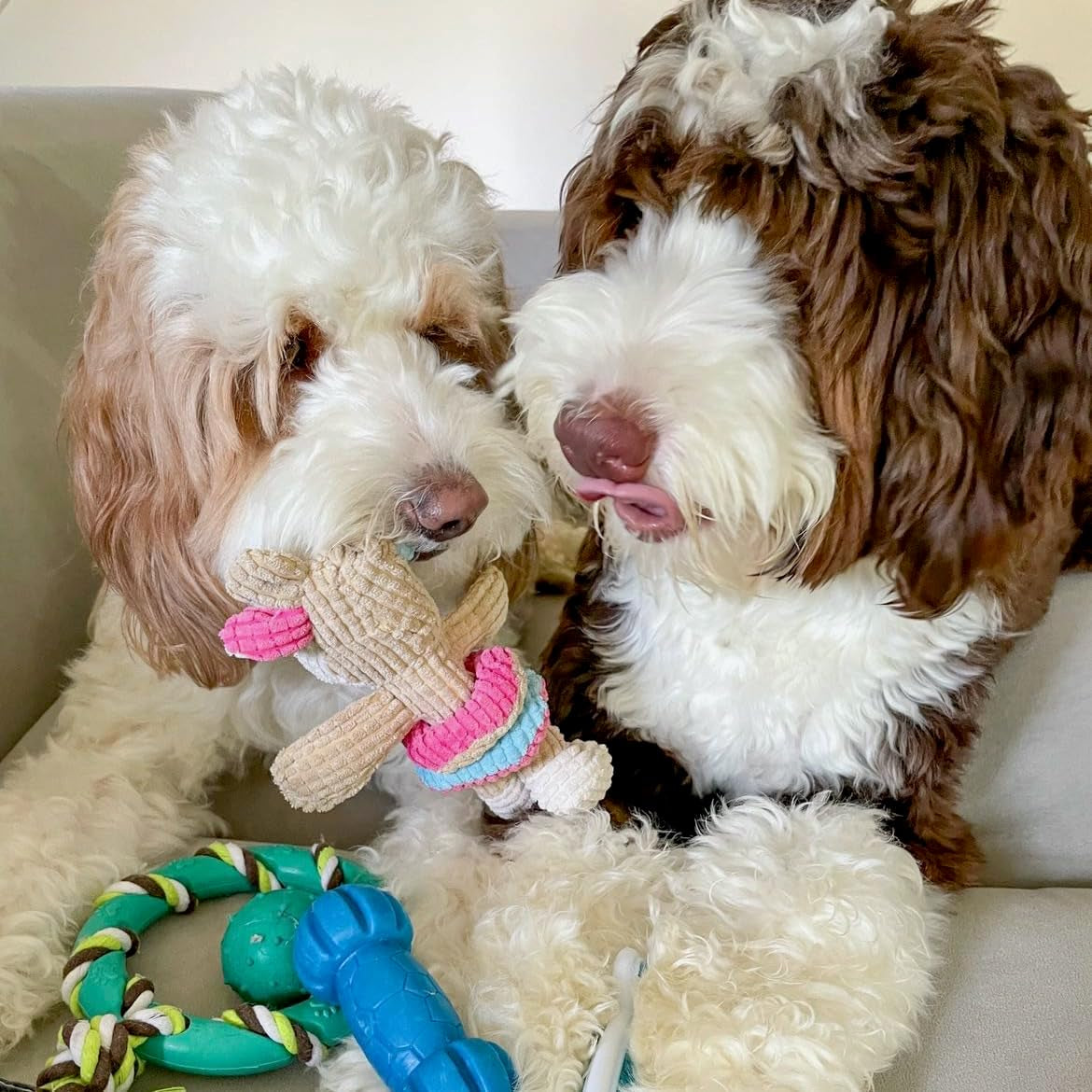 Dog Chew Toy Set for Small to Medium Breeds, Includes All Natural Rubber, Cotton, Ball & Rope Toys, Ideal Puppy Chew Toys for Teething, Reduces Destructive Chewing & Anxiety (Pack of 6)