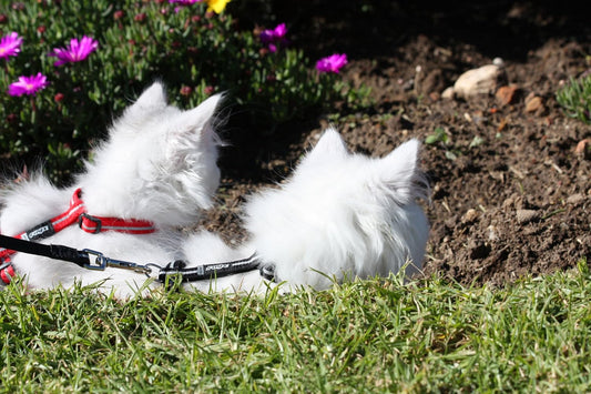 Reflective Nylon Cat Collar with Breakaway Clip and Removable Bell, Fully Adjustable to Fit Most Breeds, Black