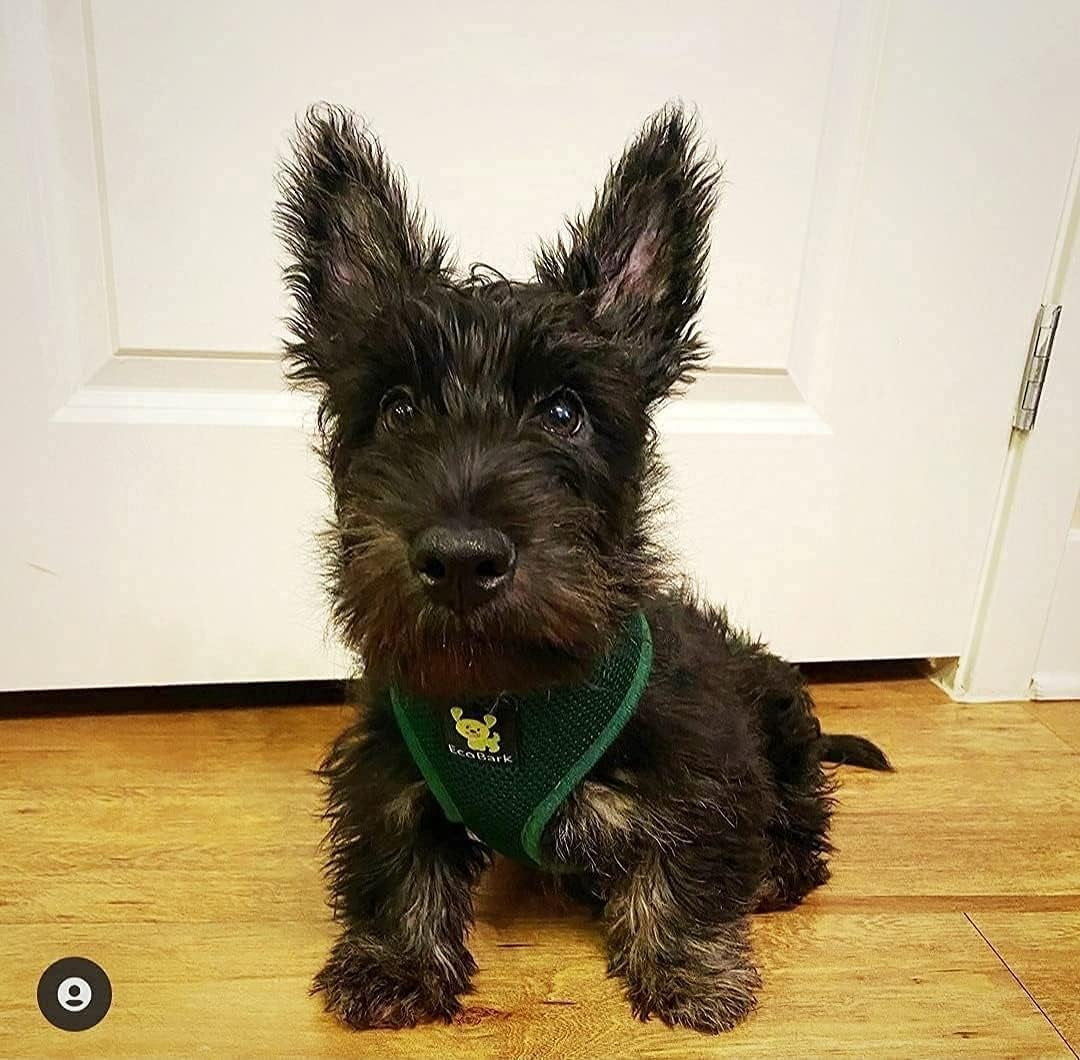 Dog Harness - Eco-Friendly Max Comfort Harnesses - Luxurious Soft Mesh Halter - over the Head Harness Vest- No Pull and No Choke for Small, Toy Breed, and Teacup Dogs (XS, Dark Green)