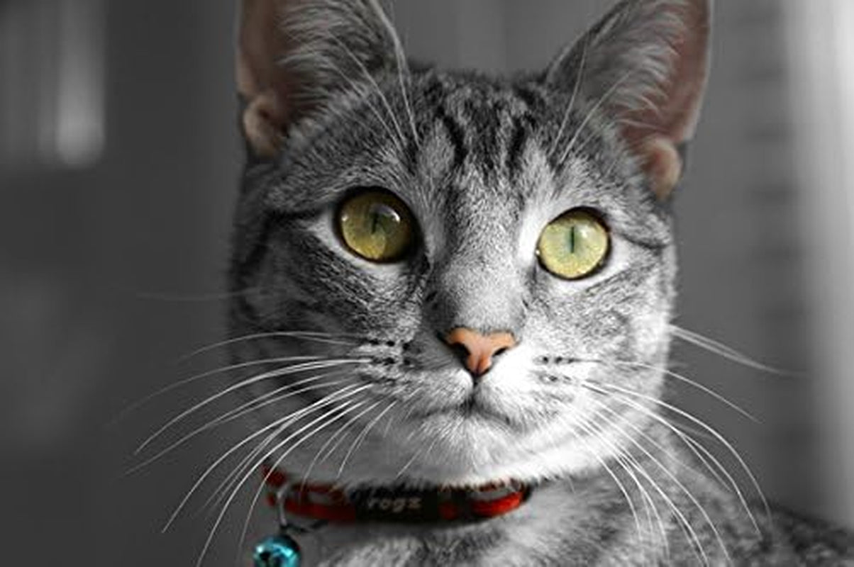Reflective Nylon Cat Collar with Breakaway Clip and Removable Bell, Fully Adjustable to Fit Most Breeds, Red