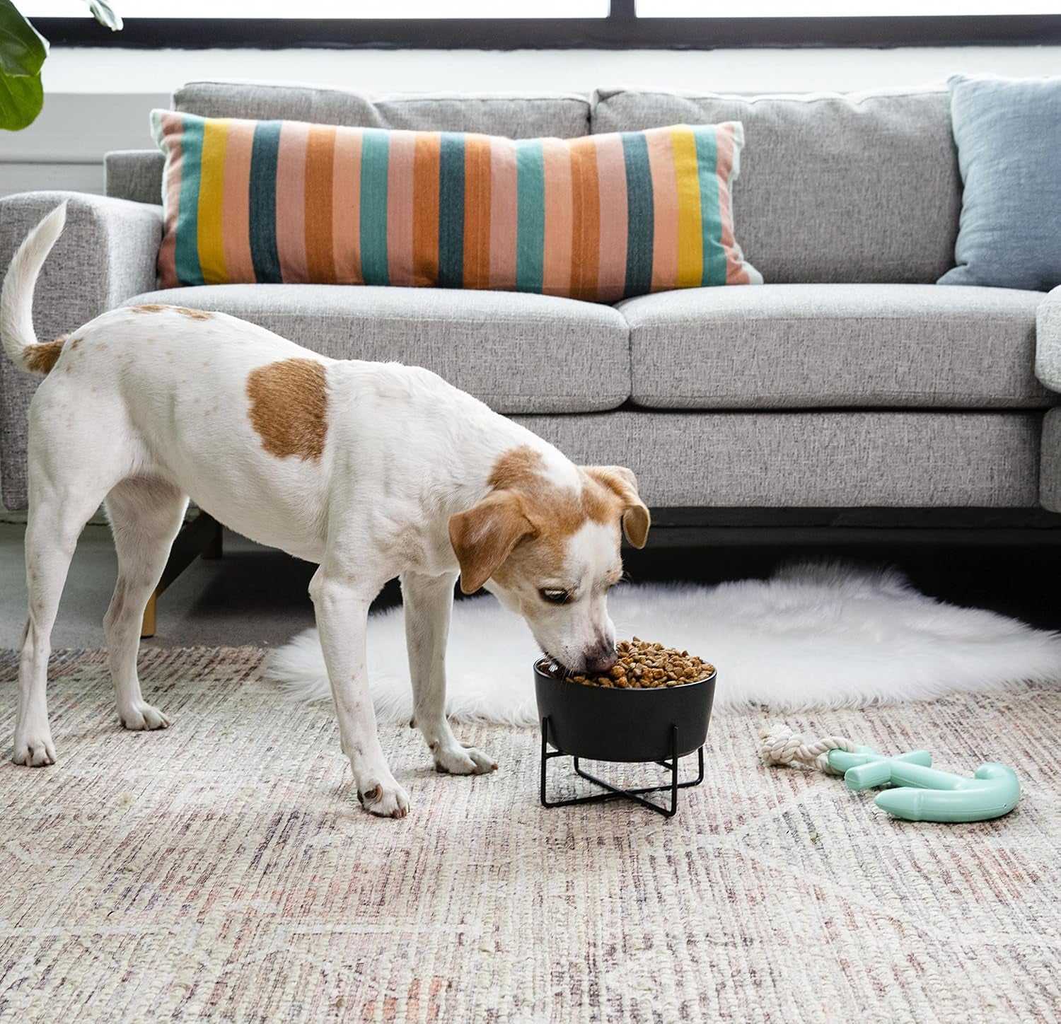 Simple Solid Dog Bowl and Dog Bowl Stand - Single Iron Stand with Single Ceramic Feeder or Water Bowl (Medium, Matte White)