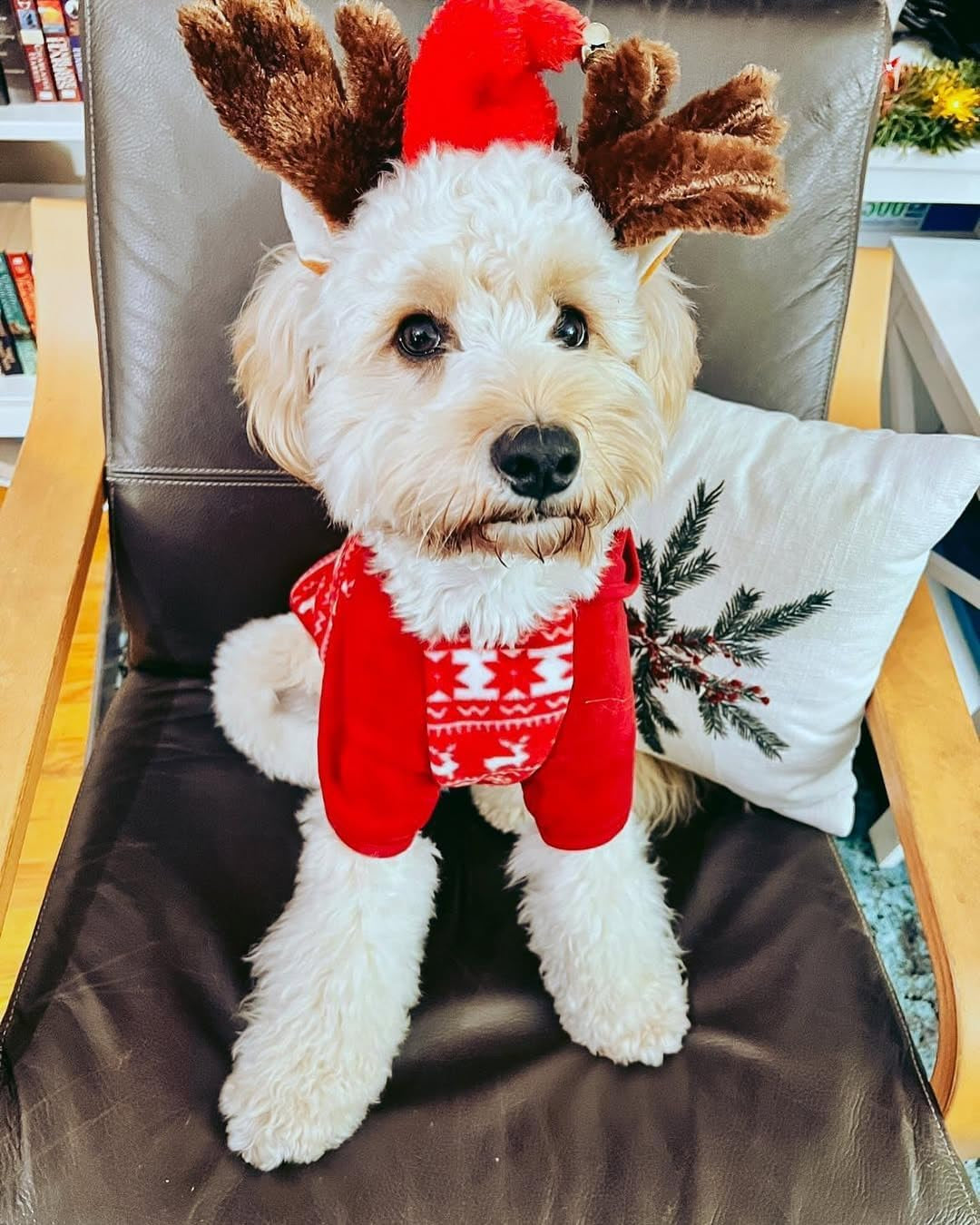 Ugly Christmas Sweater Hoodie, Soft Reindeer Snowflake Dog Clothes, Holiday Dog Christmas Sweater, 12" Hoodie for Small Puppy, Match Family Outfit, Award Winning