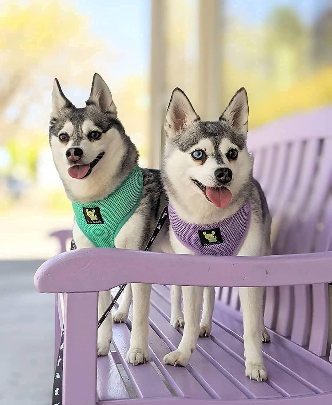 Lavender Dog Harness - Eco-Friendly Max Comfort Harnesses - Luxurious Soft Mesh Halter - over the Head Harness Vest- No Pull and No Choke