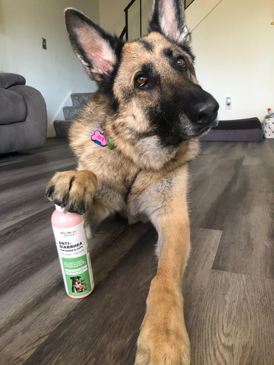 Anti-Diarrhea for Dogs and Cats, 4 Oz, Upset Stomach Relief