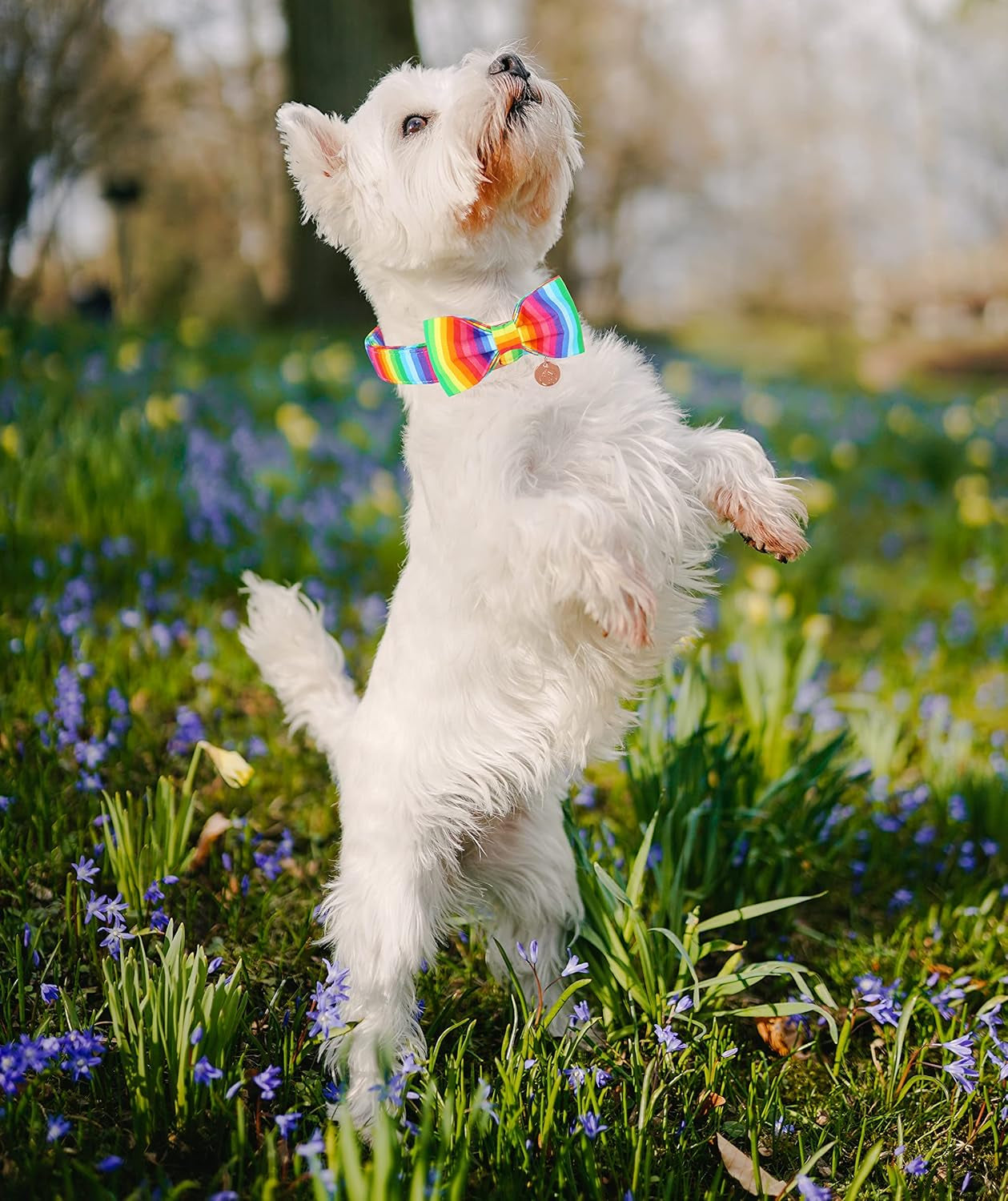 Rainbow Dog Collar with Pretty Bow Tie for LGBT Pride Month - Adjustable and Comfortable Collar for Large Medium Small Dog,Xs