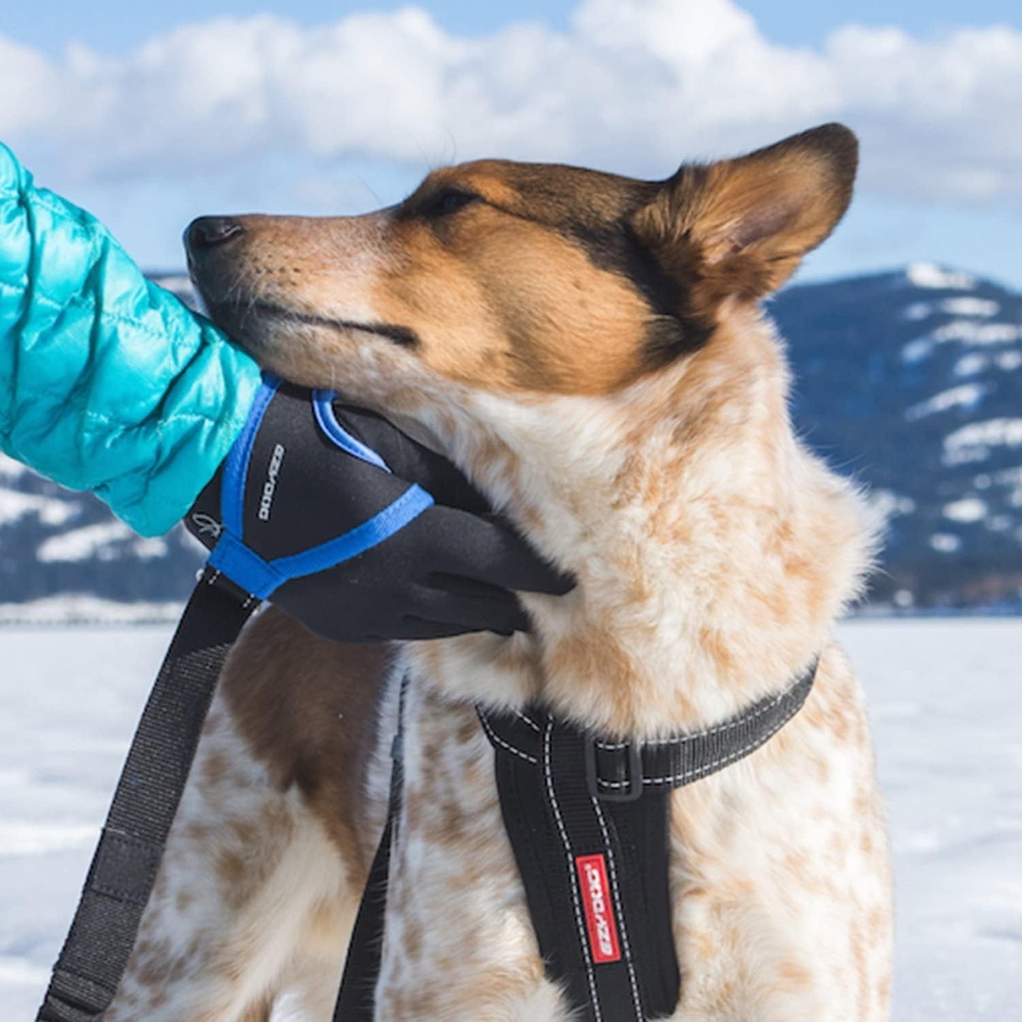 Premium Handy Dog Leash - Soft and Secure Neoprene Glove Perfect for Running or Jogging - Add to Any Existing Leash or Combine with an Extension (15”, Red)