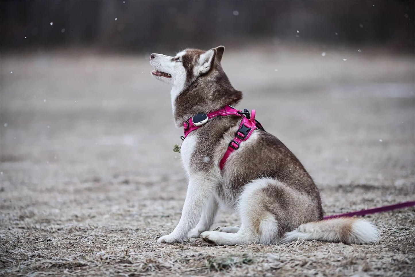 Adjustable No-Pull Dog Harness Reflective Pup Vest Harnesses Comfortable Control Brilliant Colors Tlh5651(Fushcia,Xs)
