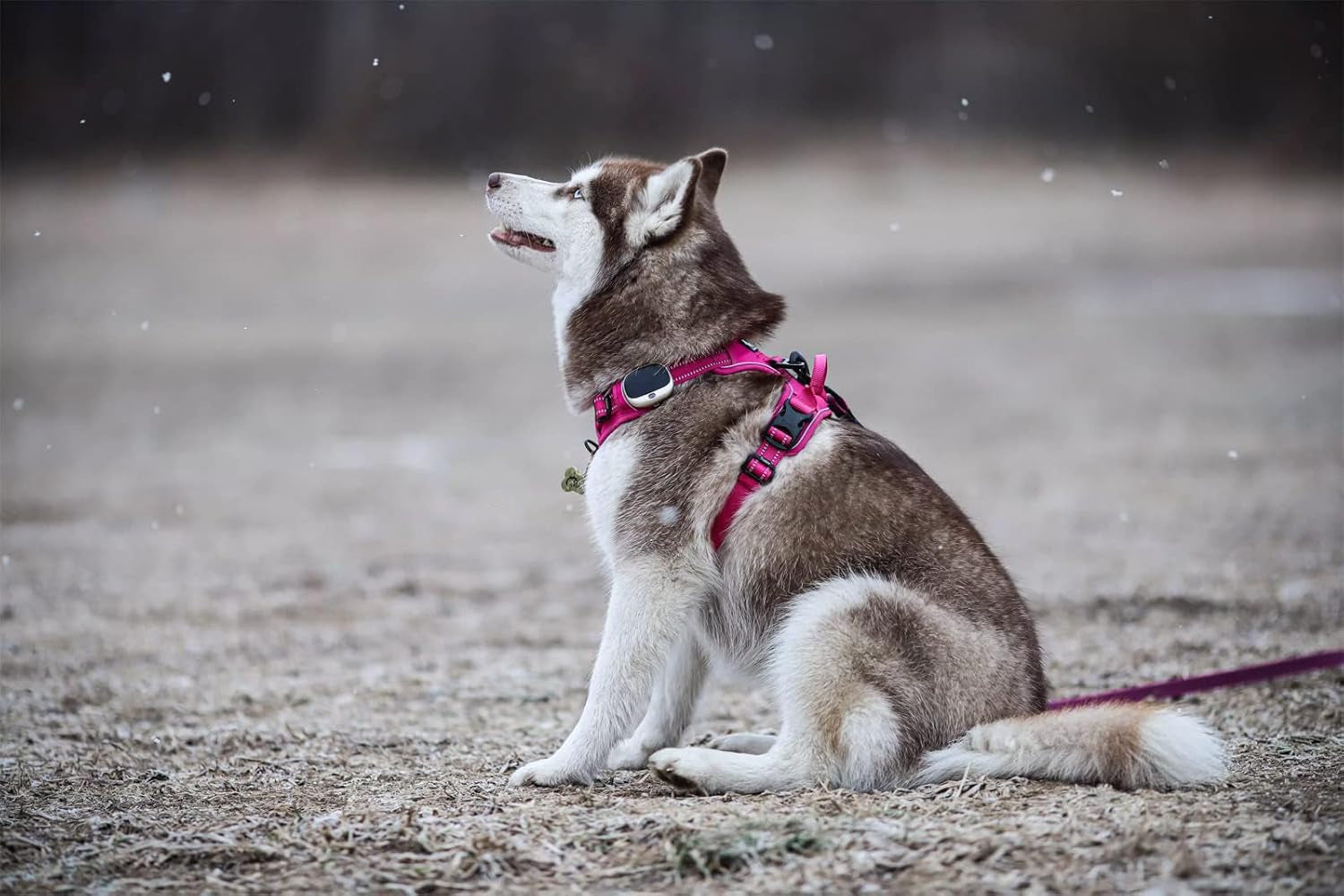 Adjustable No-Pull Dog Harness Reflective Pup Vest Harnesses Comfortable Control Brilliant Colors Tlh5651(Fushcia,Xs)